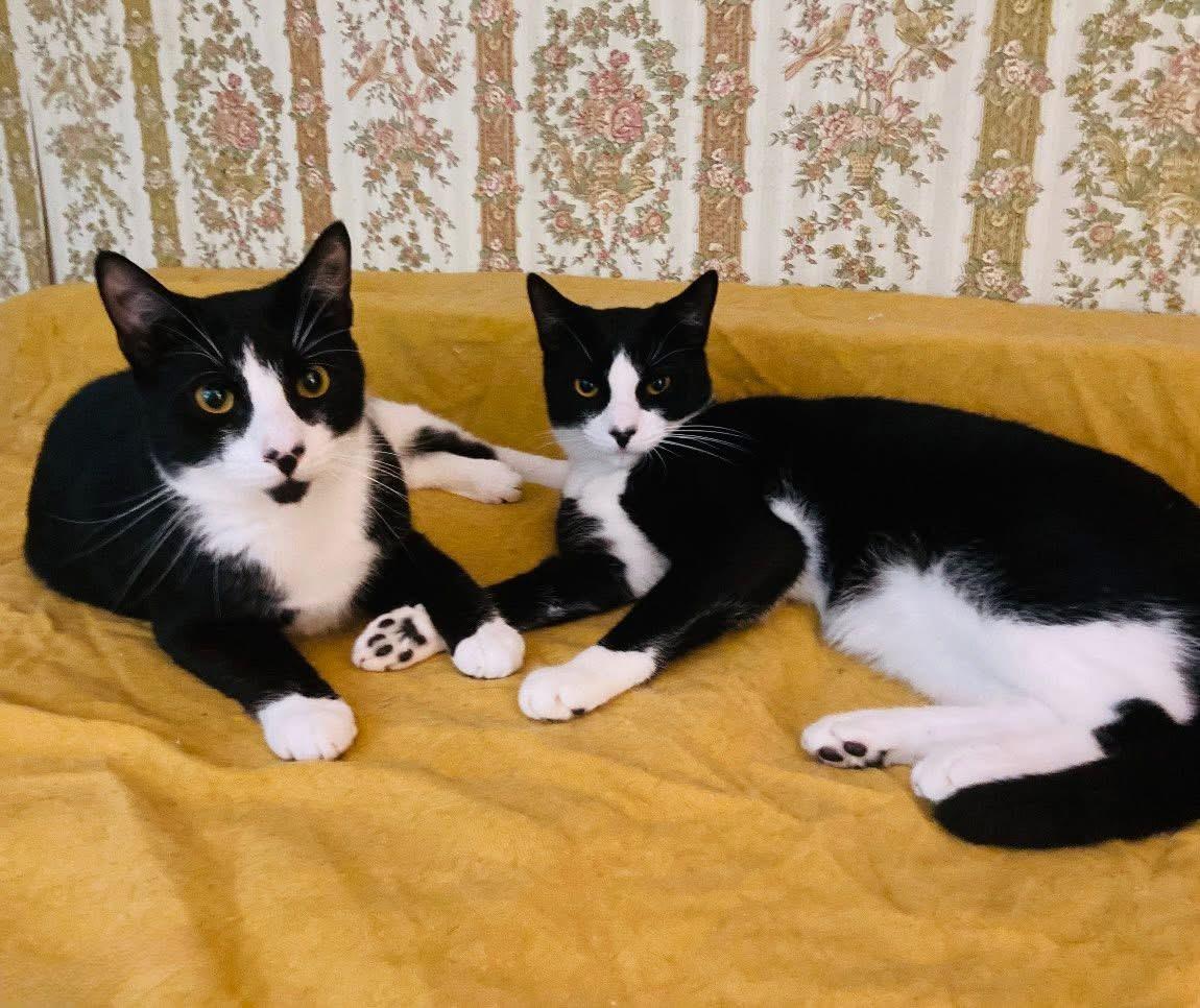 Enlarge Bow Heart and Targee, a Adoptable Domestic Short Hair in Staten Island, NY image 2/6