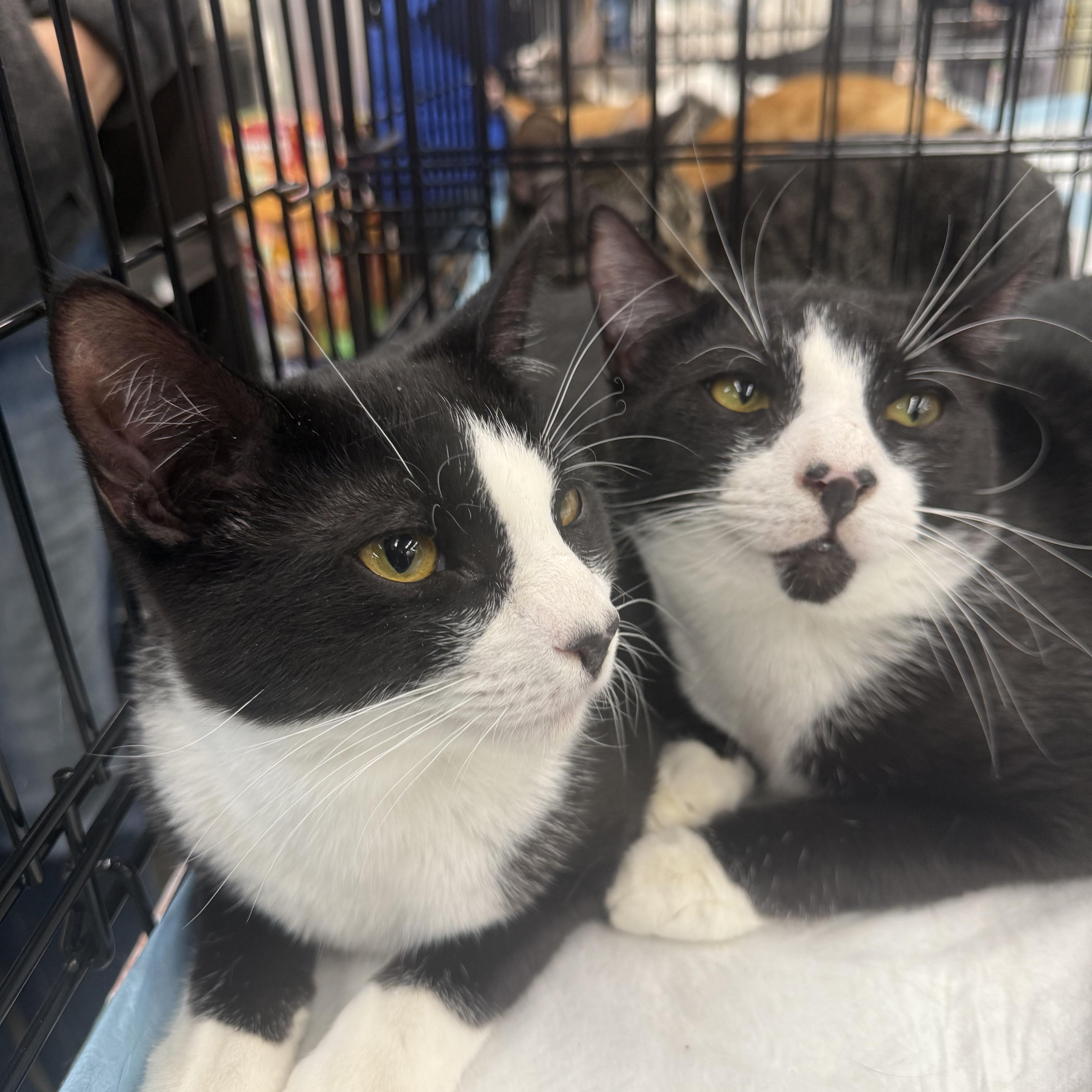 Enlarge Bow Heart and Targee, a Adoptable Domestic Short Hair in Staten Island, NY image 5/6