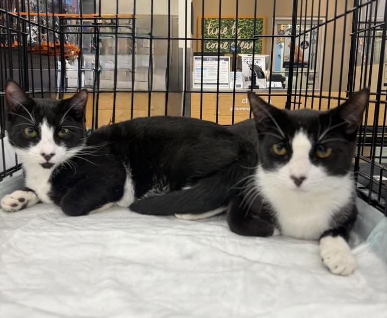 Enlarge Bow Heart and Targee, a Adoptable Domestic Short Hair in Staten Island, NY image 3/6