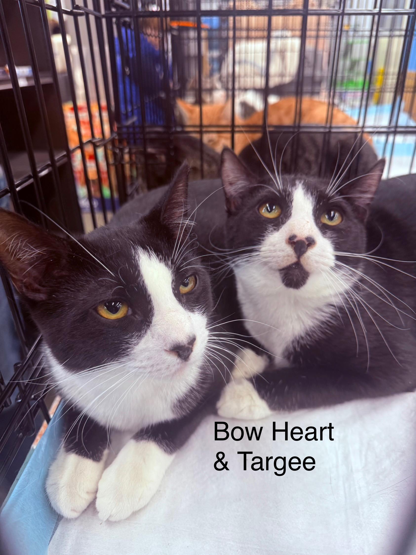 Enlarge Bow Heart and Targee, a Adoptable Domestic Short Hair in Staten Island, NY image 4/6