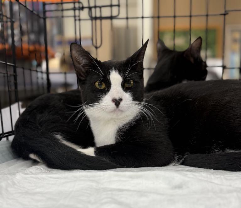 Enlarge Bow Heart and Targee, a Adoptable Domestic Short Hair in Staten Island, NY image 6/6