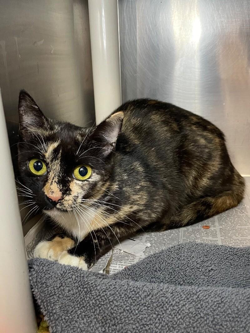 Enlarge Coco, a Adoptable Domestic Short Hair in Roanoke, VA image 1/2