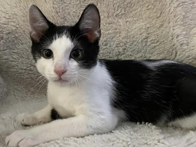 DARIUS, Adoptable, Kitten Male Domestic Short Hair.