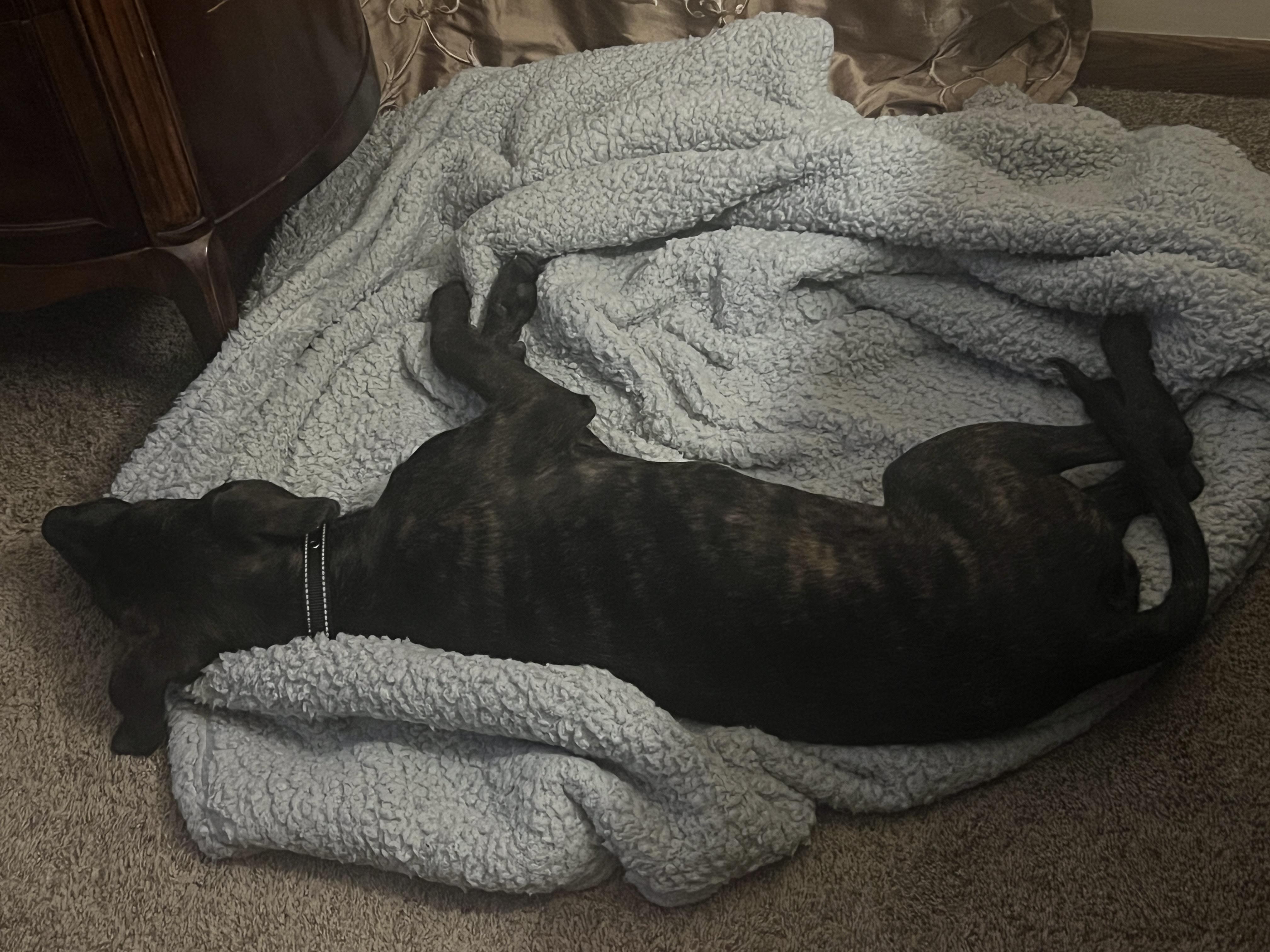 Enlarge Mocha, a Adopted mixed breed in Tinley Park, IL image 3/5