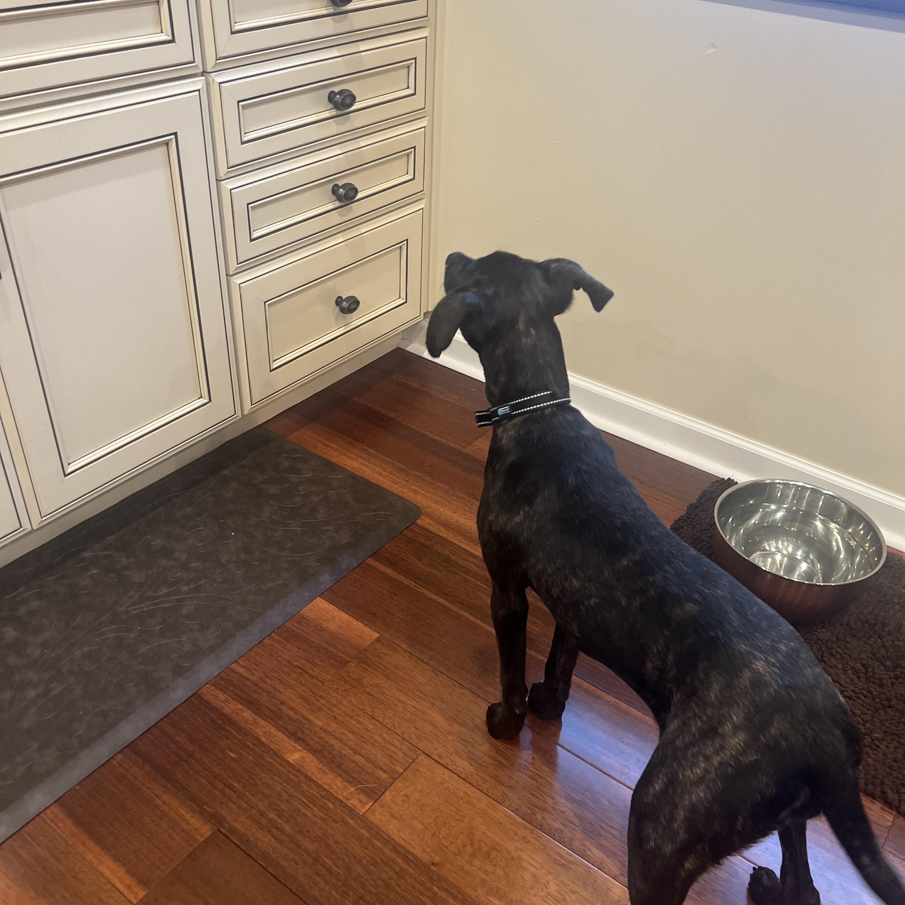 Enlarge Mocha, a Adopted mixed breed in Tinley Park, IL image 2/5