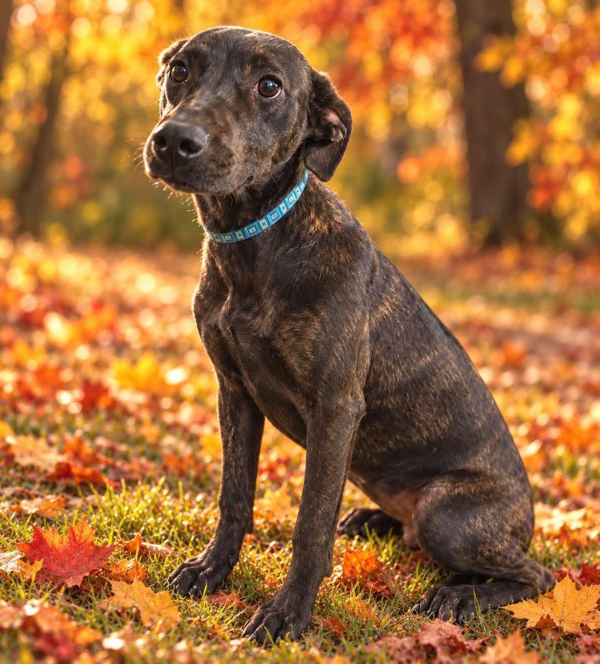 Enlarge Mocha, a Adopted mixed breed in Tinley Park, IL image 4/5