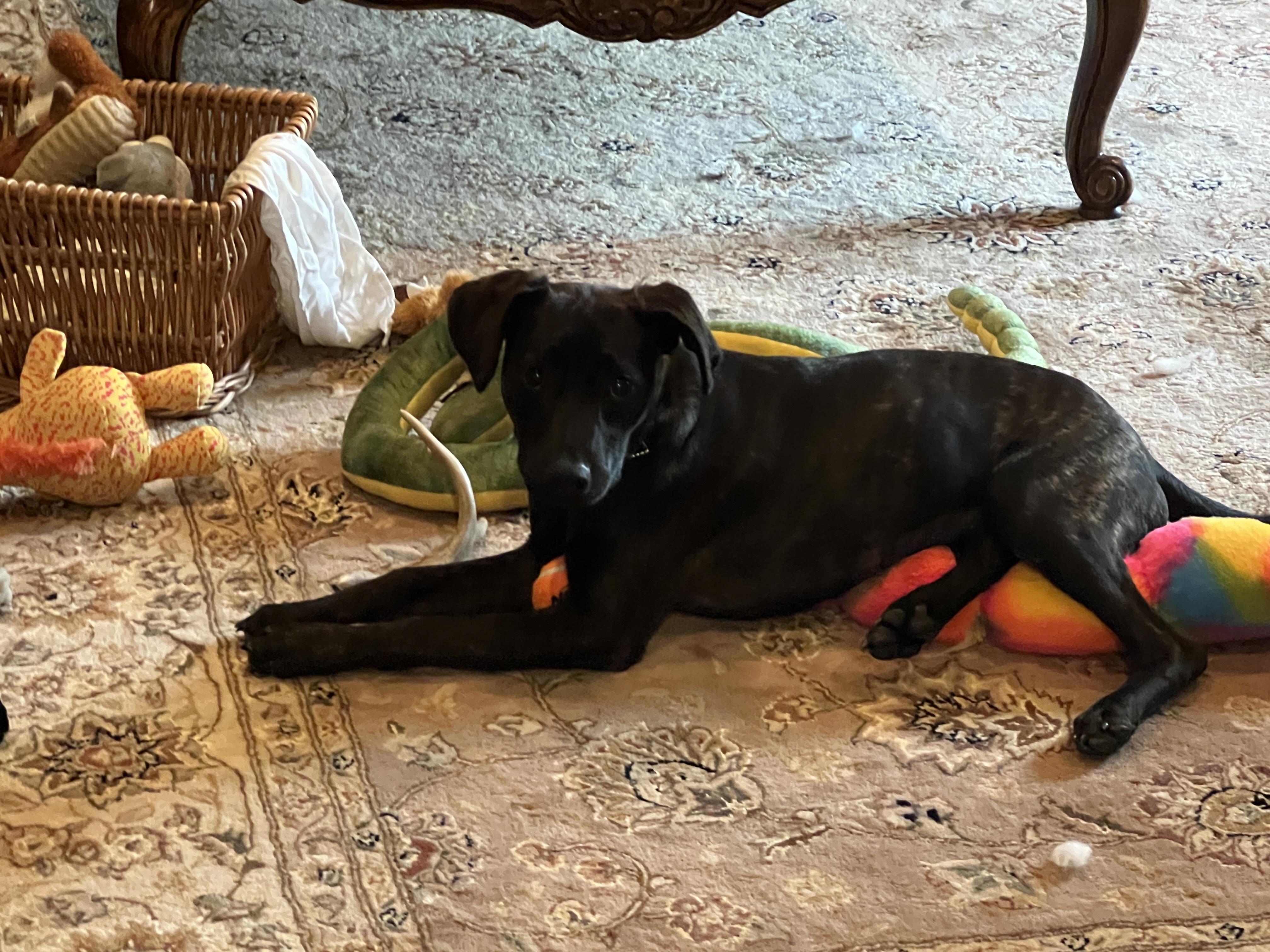 Enlarge Mocha, a Adopted mixed breed in Tinley Park, IL image 1/5