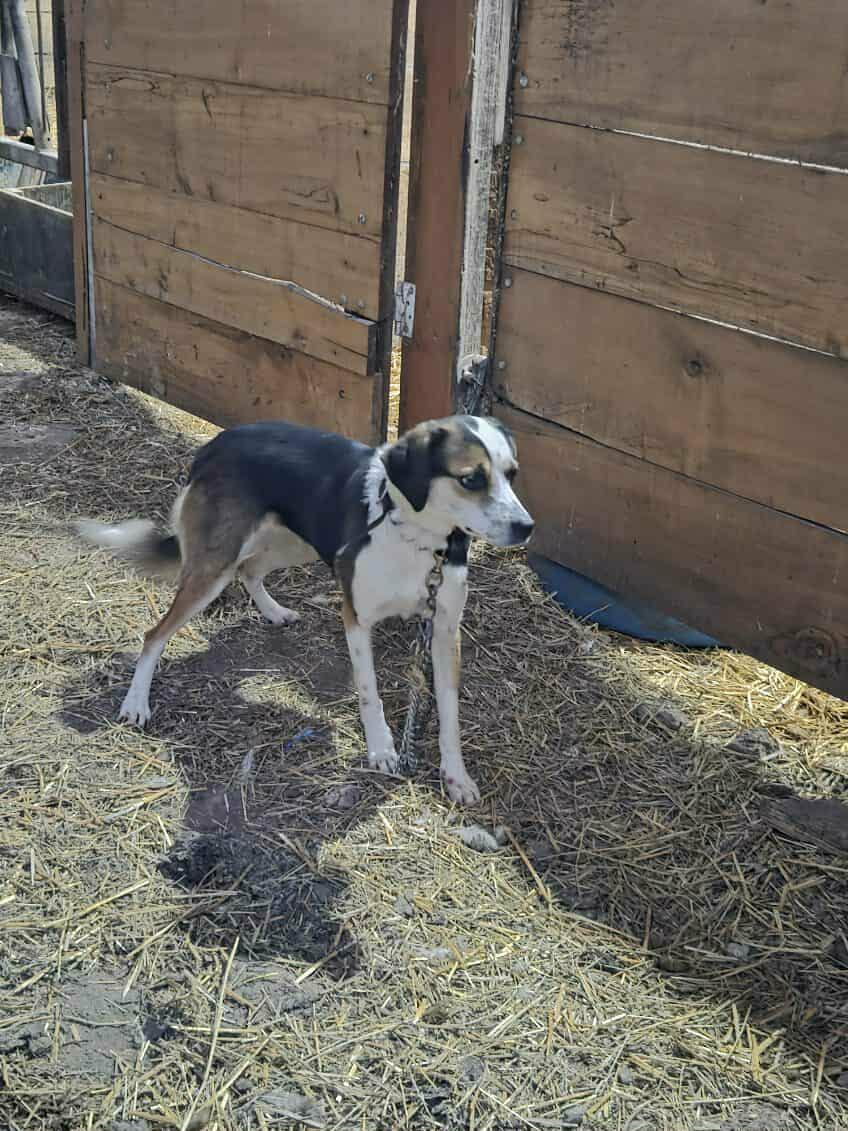 Savannah and Ava - Urgent -Fosters Needed , Adoptable, Adult Female Border Collie.