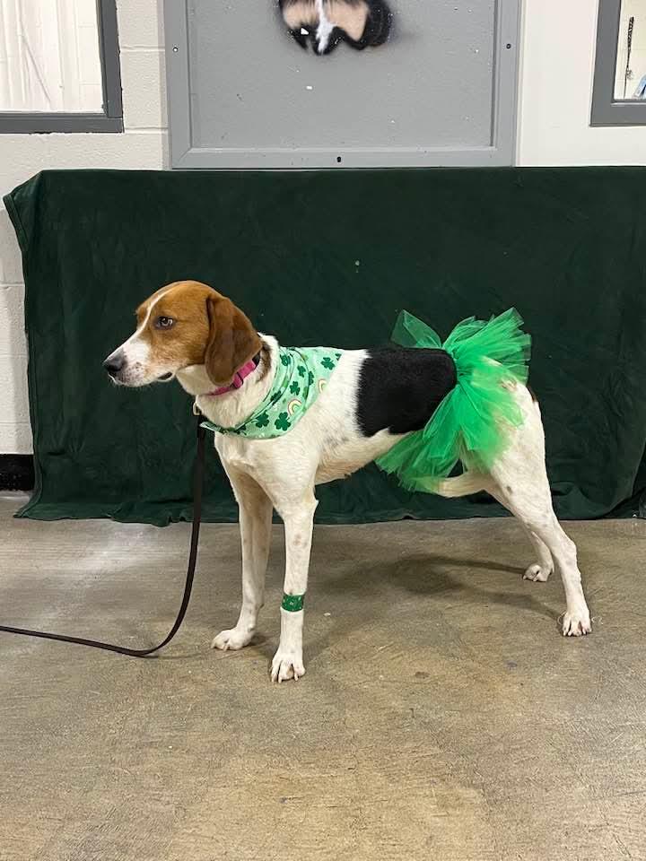 Enlarge Savannah, a Adoptable Treeing Walker Coonhound in Carey, OH image 1/2