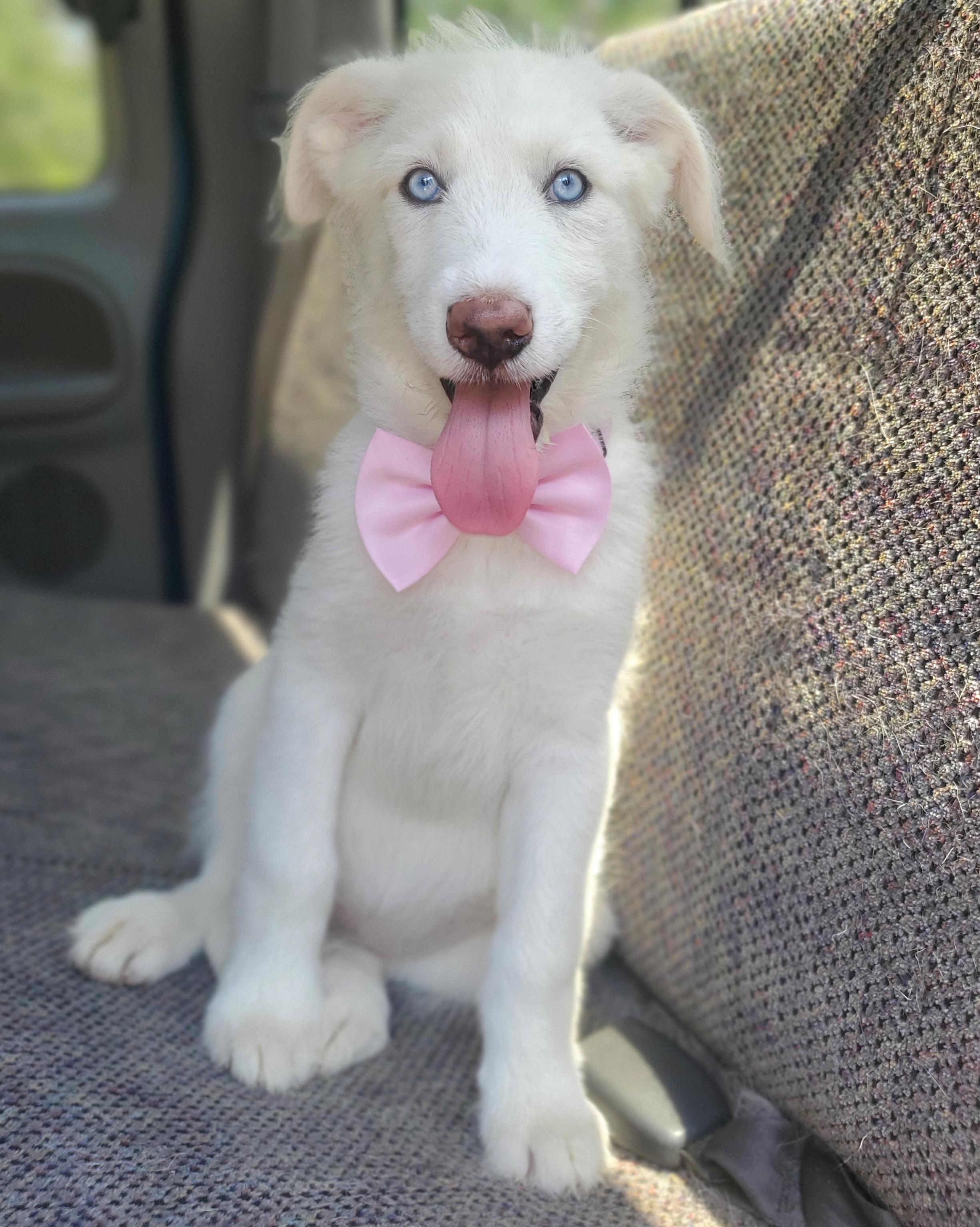 Enlarge Summer, a Adoptable mixed breed in Charlotte , NC image 6/6