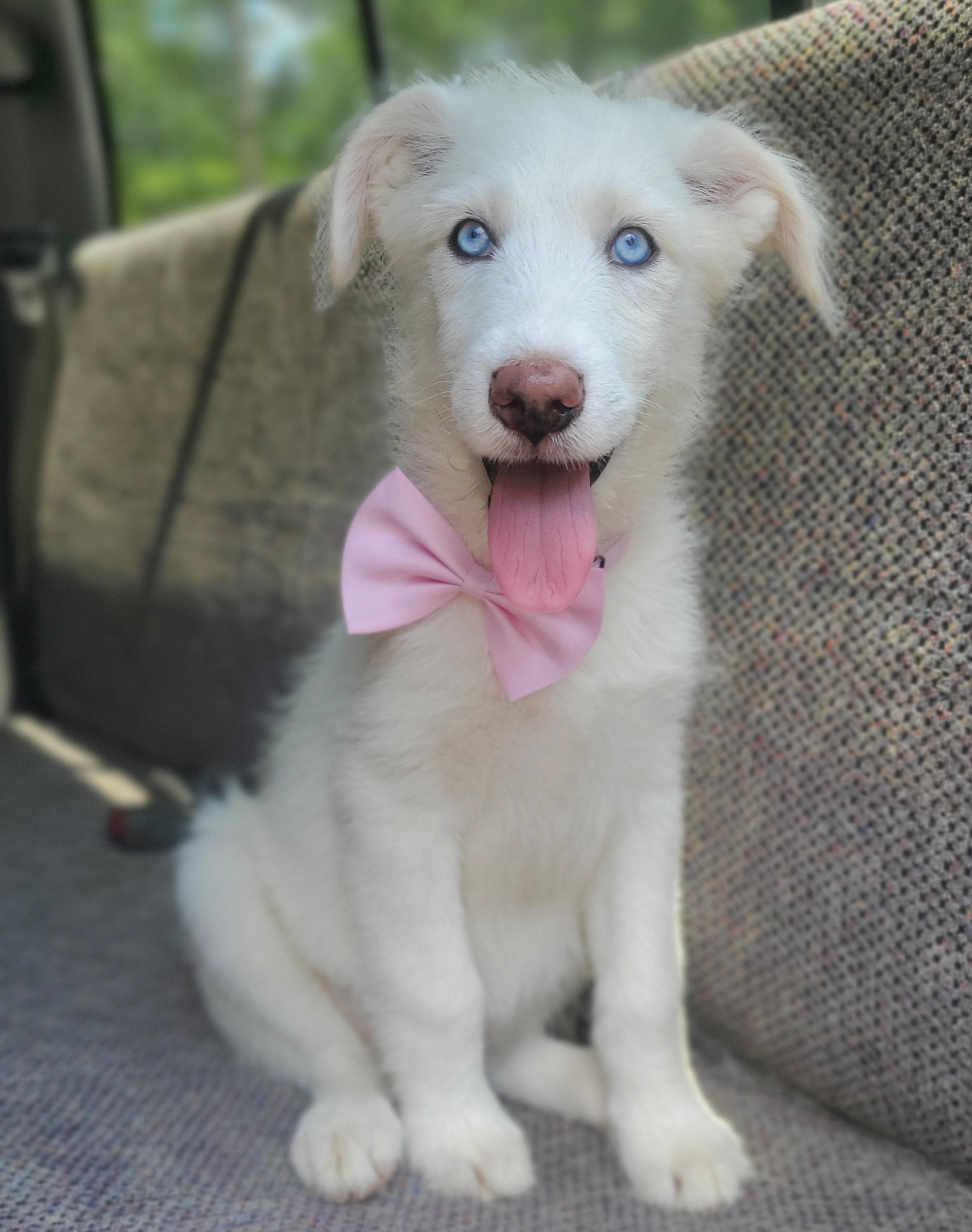 Enlarge Summer, a Adoptable mixed breed in Charlotte , NC image 5/6