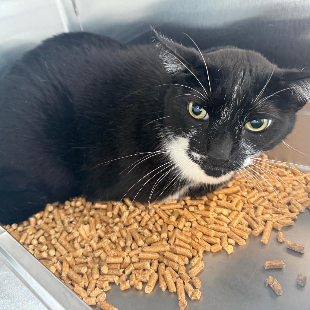 Jackson, Adoptable, Senior Male Domestic Short Hair & Domestic Short Hair.