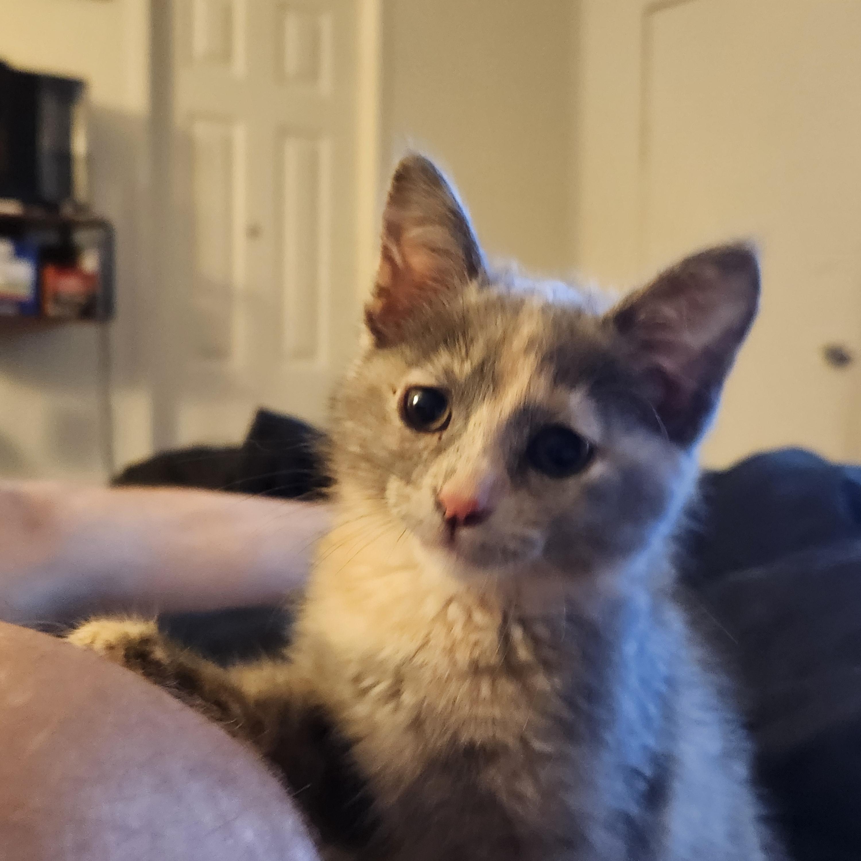 Sage, an adopted Dilute Calico in Mount Pleasant, TX image 6/6