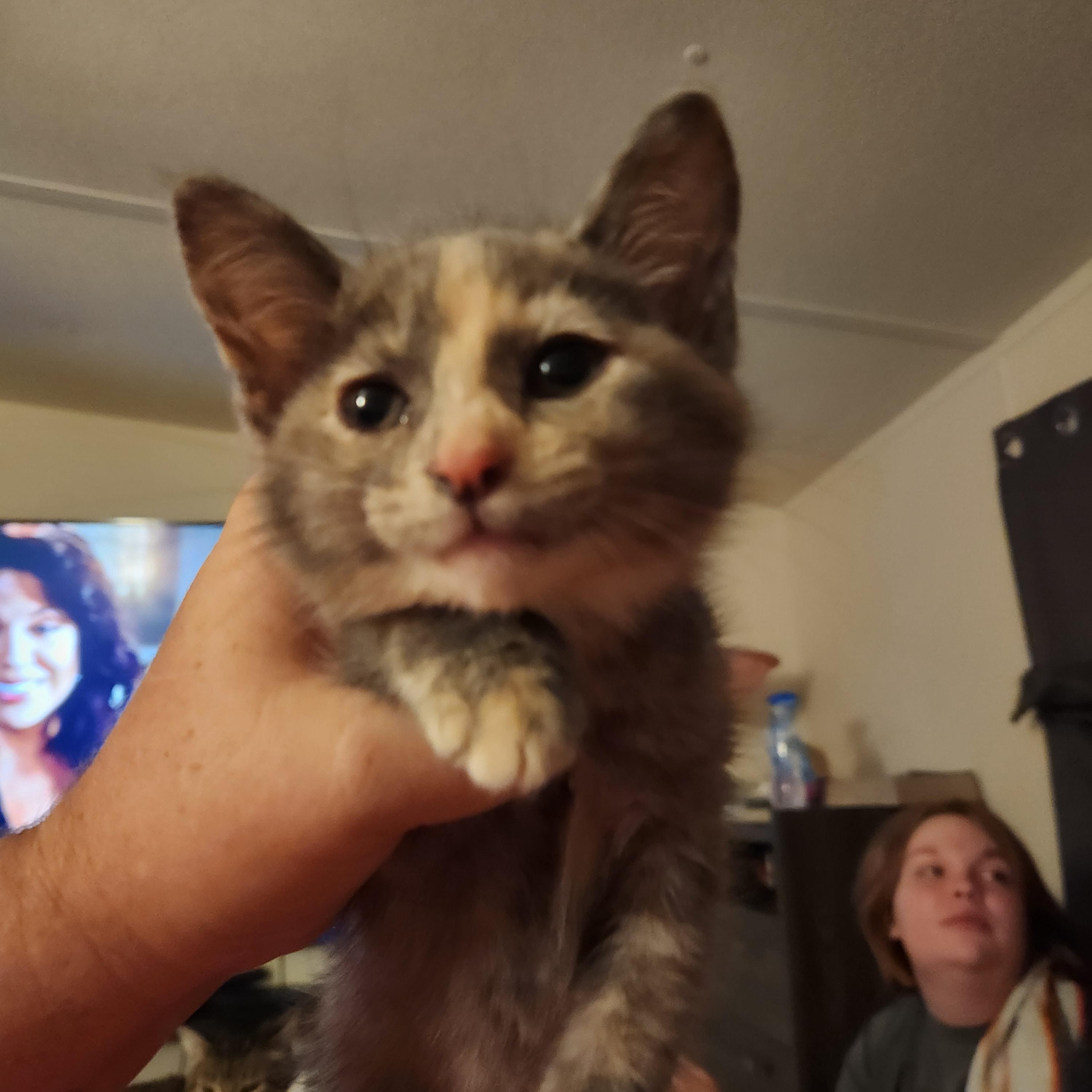 Sage, an adopted Dilute Calico in Mount Pleasant, TX image 4/6