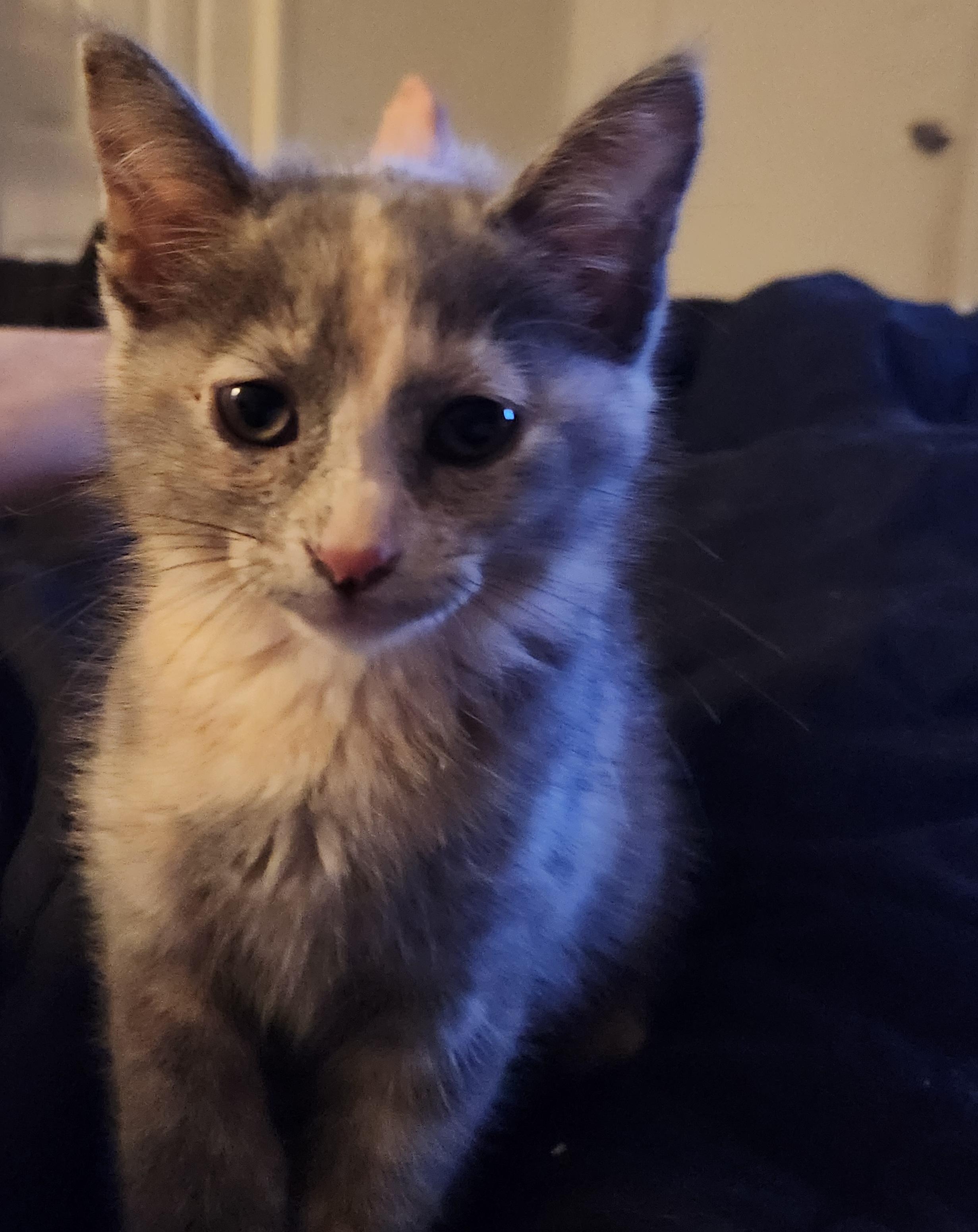 Sage, an adopted Dilute Calico in Mount Pleasant, TX image 5/6