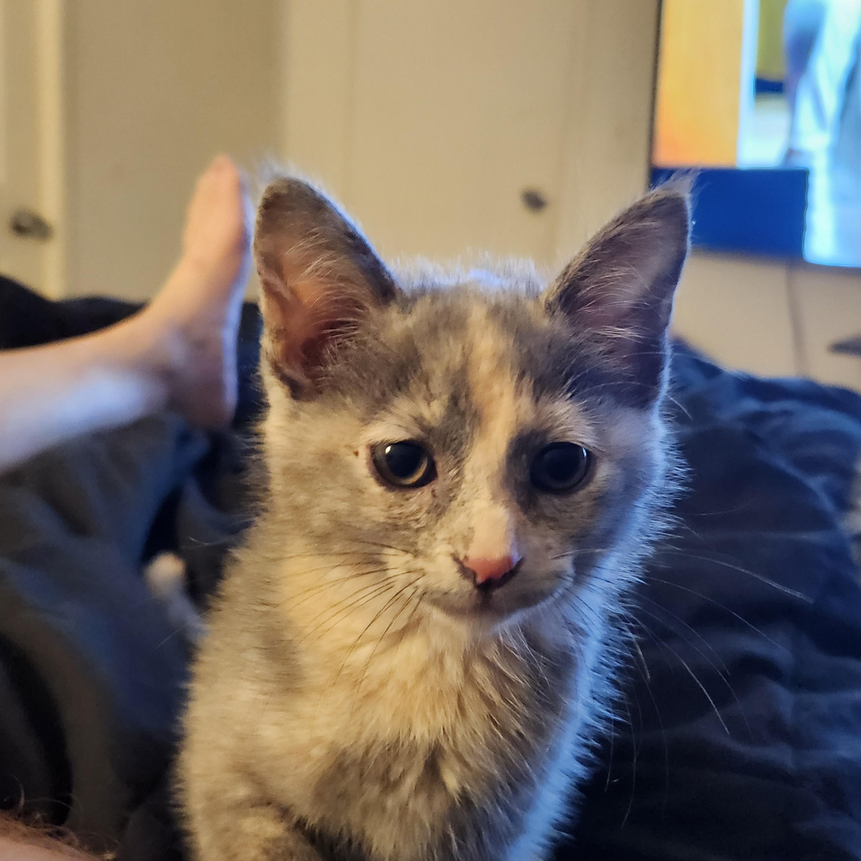 Sage, an adopted Dilute Calico in Mount Pleasant, TX image 3/6