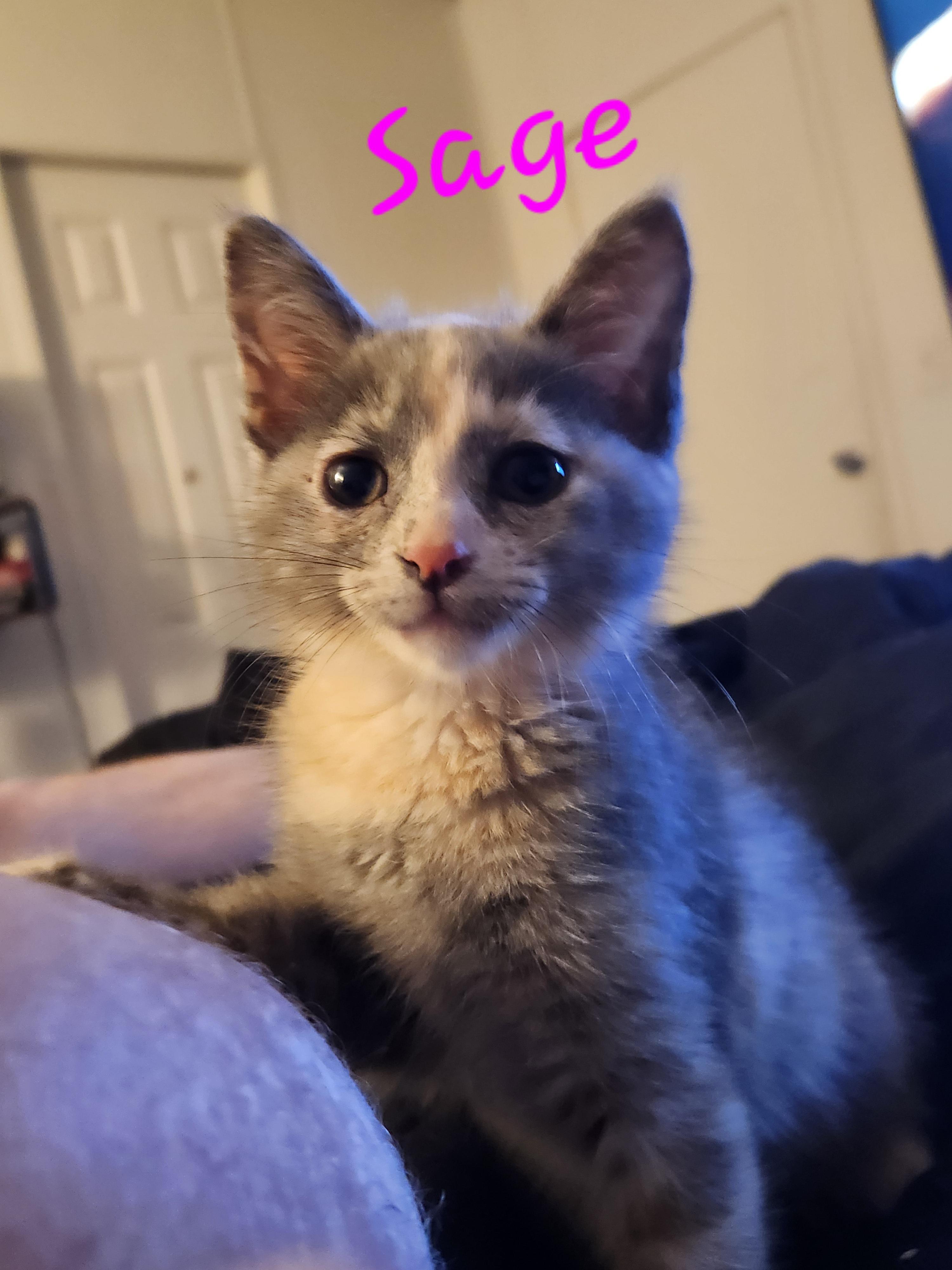 Sage, an adopted Dilute Calico in Mount Pleasant, TX image 1/6