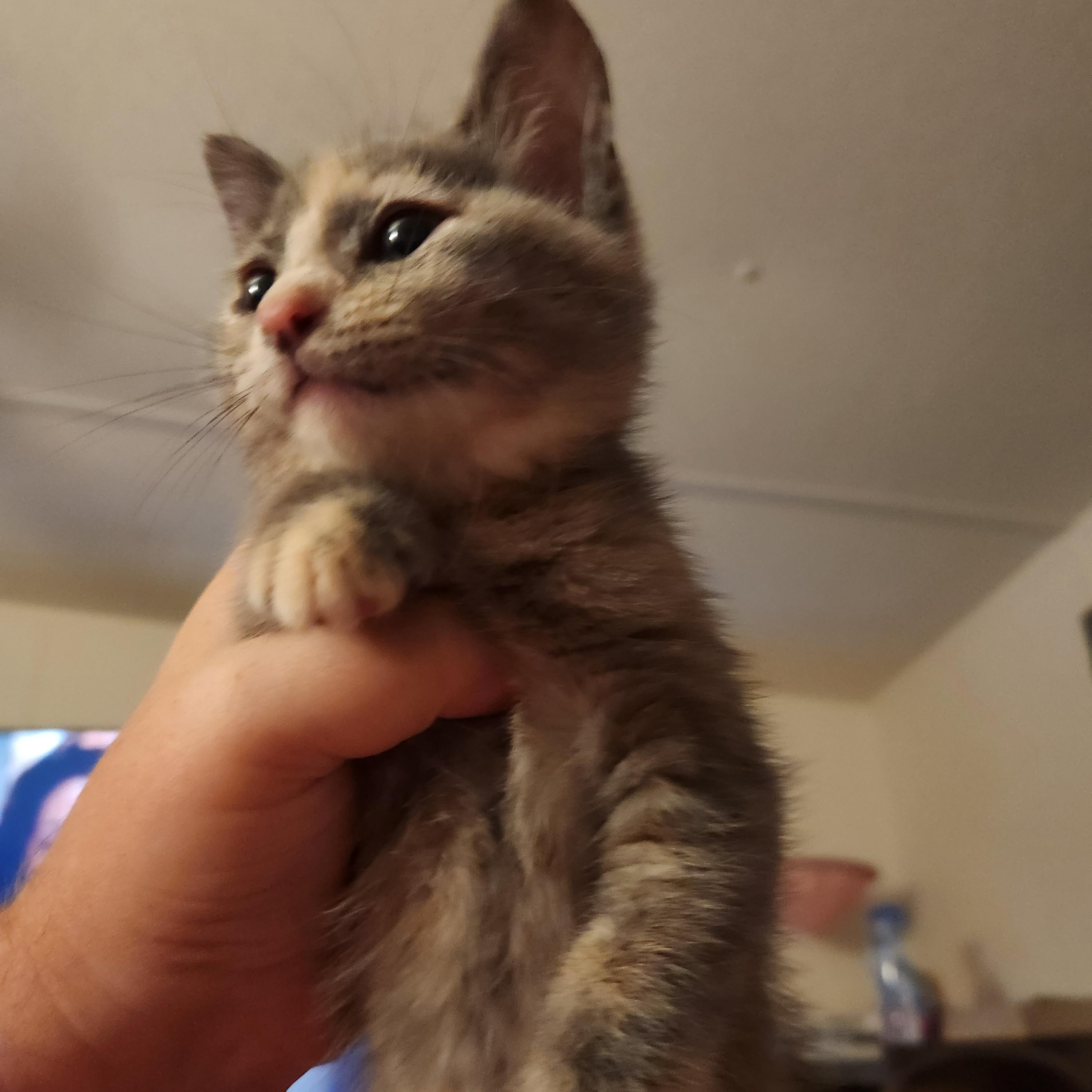 Sage, an adopted Dilute Calico in Mount Pleasant, TX image 2/6