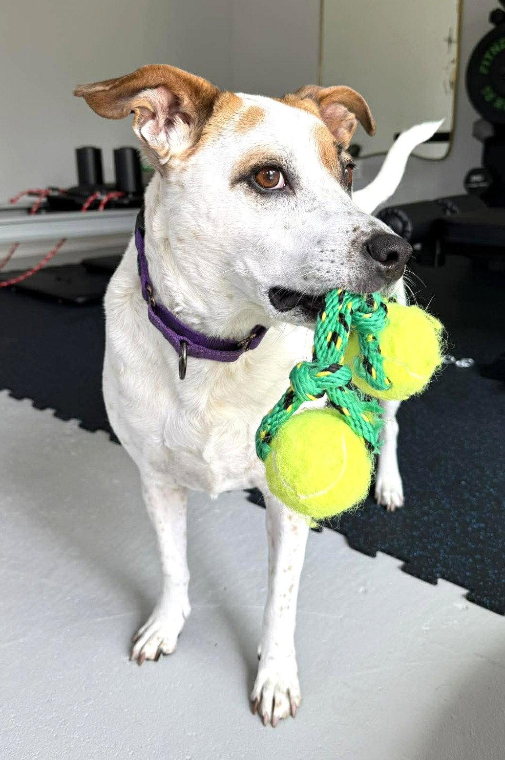 Boochie TX, a Adoptable mixed breed in Boonton, NJ image 1/3