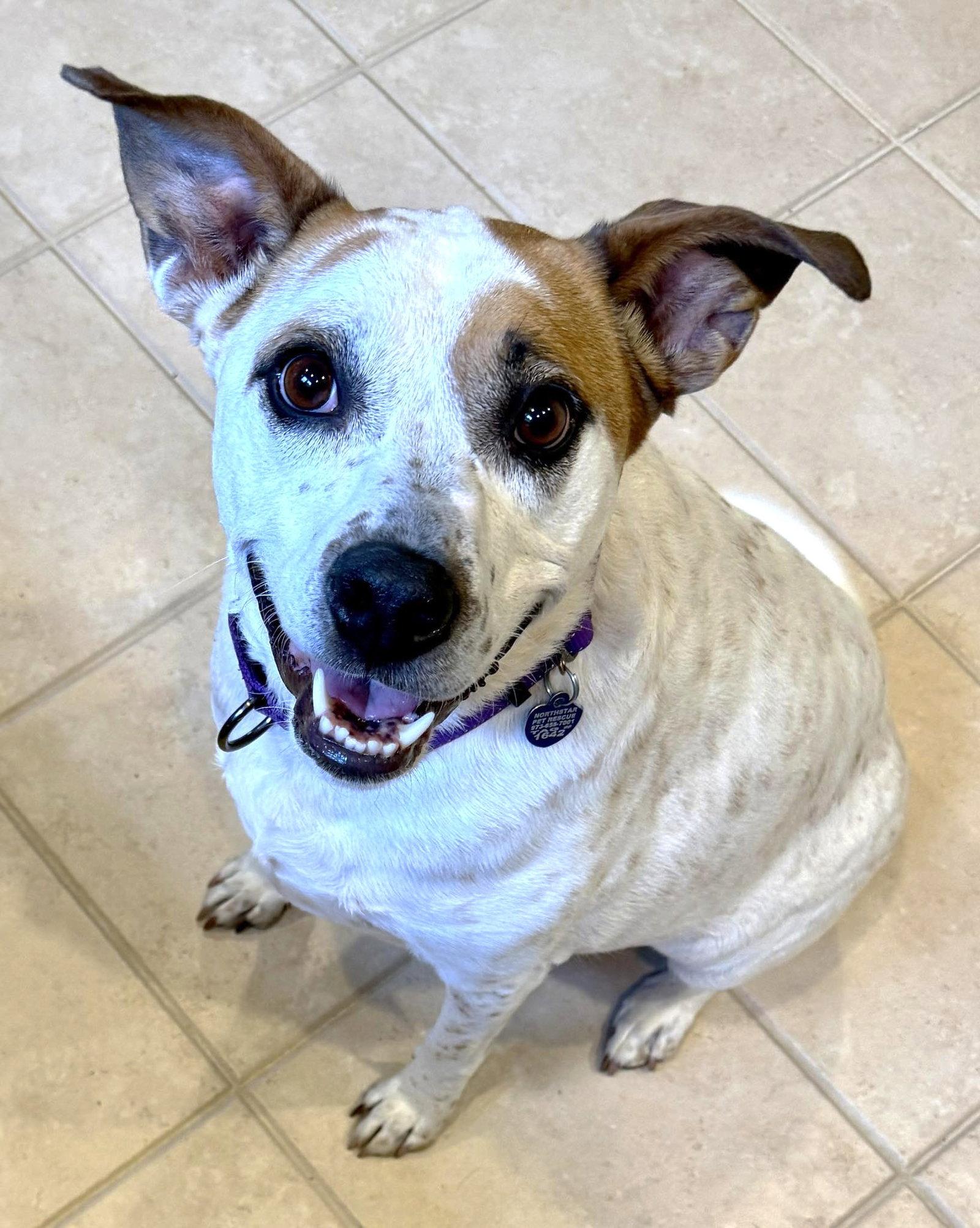 Boochie TX, a Adoptable mixed breed in Boonton, NJ image 2/3