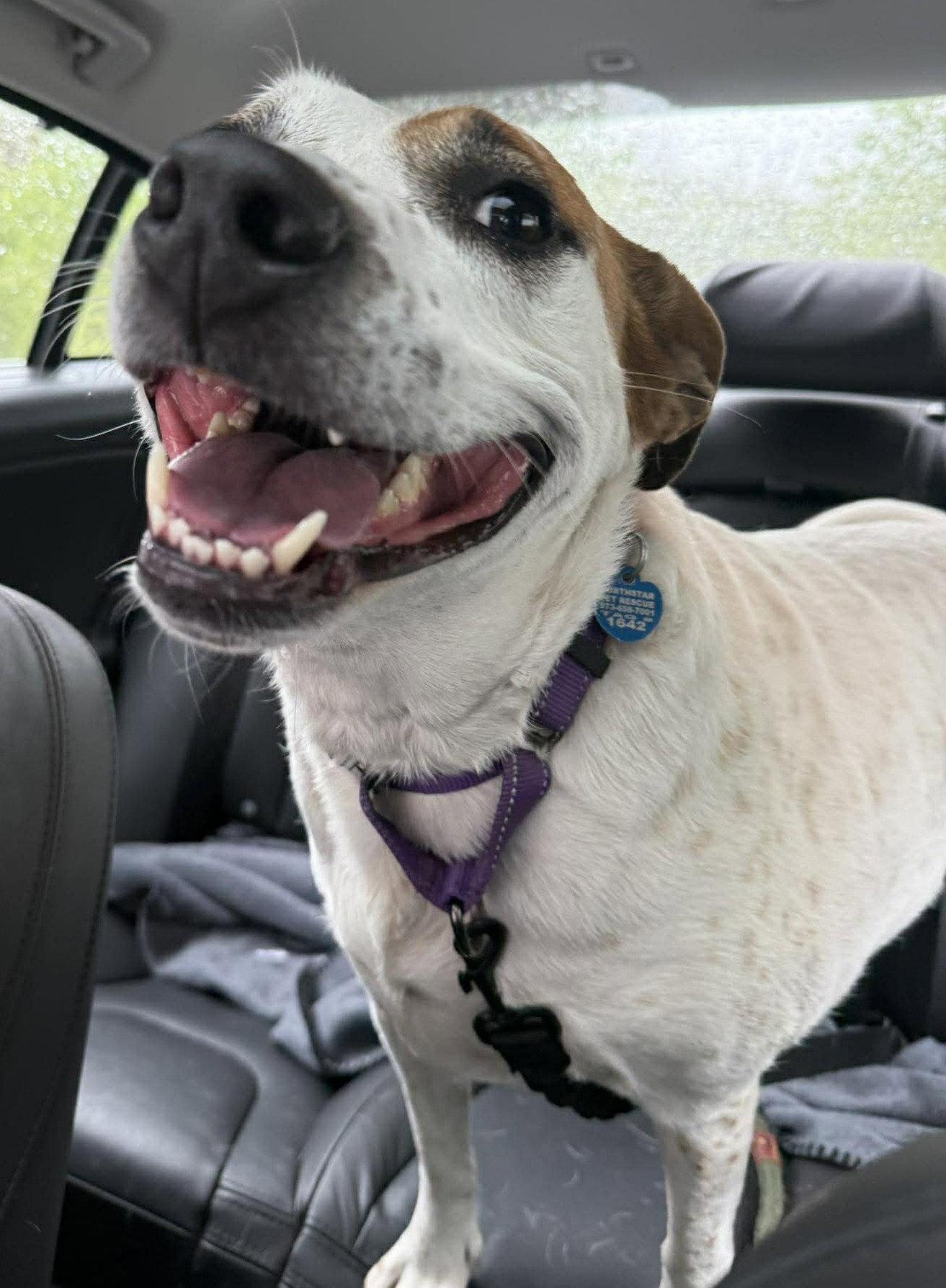 Boochie TX, Adoptable, Adult Female Cattle Dog & Pit Bull Terrier.