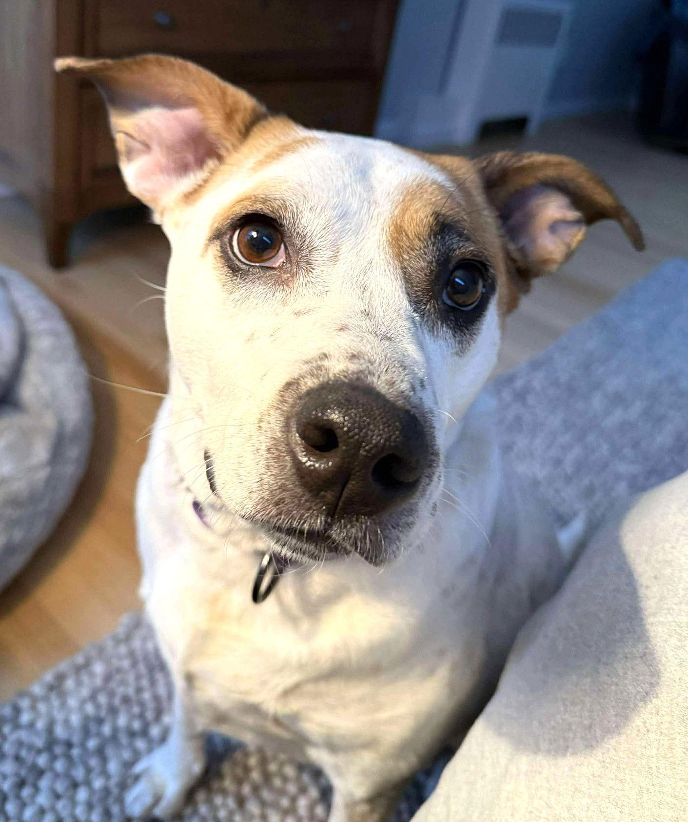 Enlarge Boochie TX, a Adoptable mixed breed in Boonton, NJ image 1/3