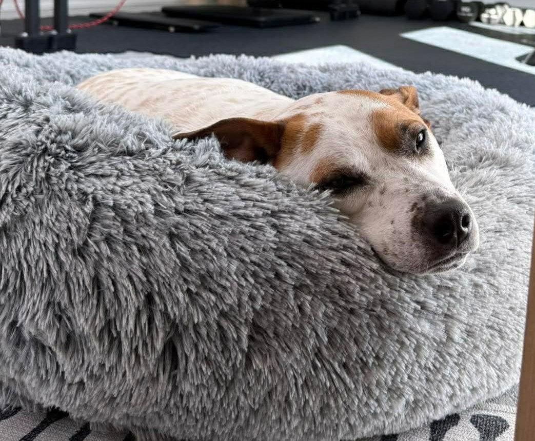 Boochie TX, Adoptable, Adult Female Cattle Dog & Pit Bull Terrier.