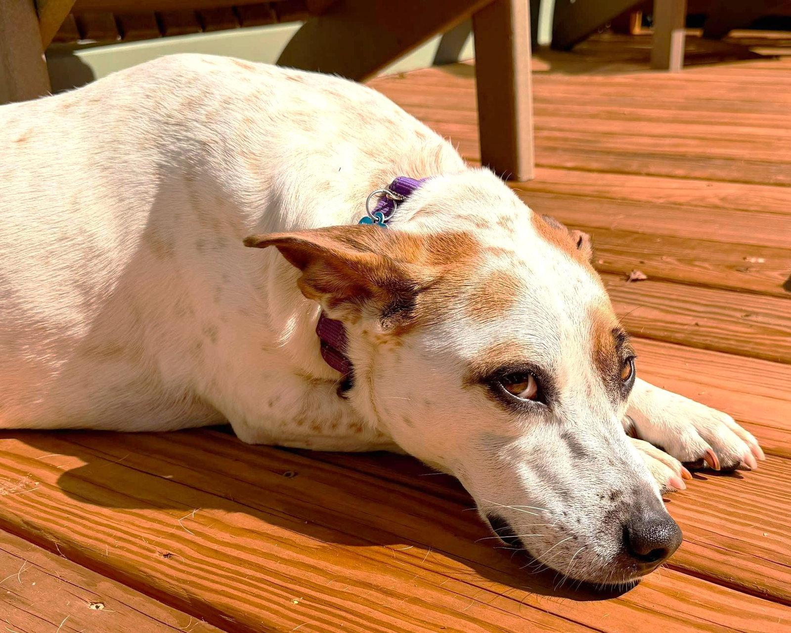 Enlarge Boochie TX, a Adoptable mixed breed in Boonton, NJ image 2/3