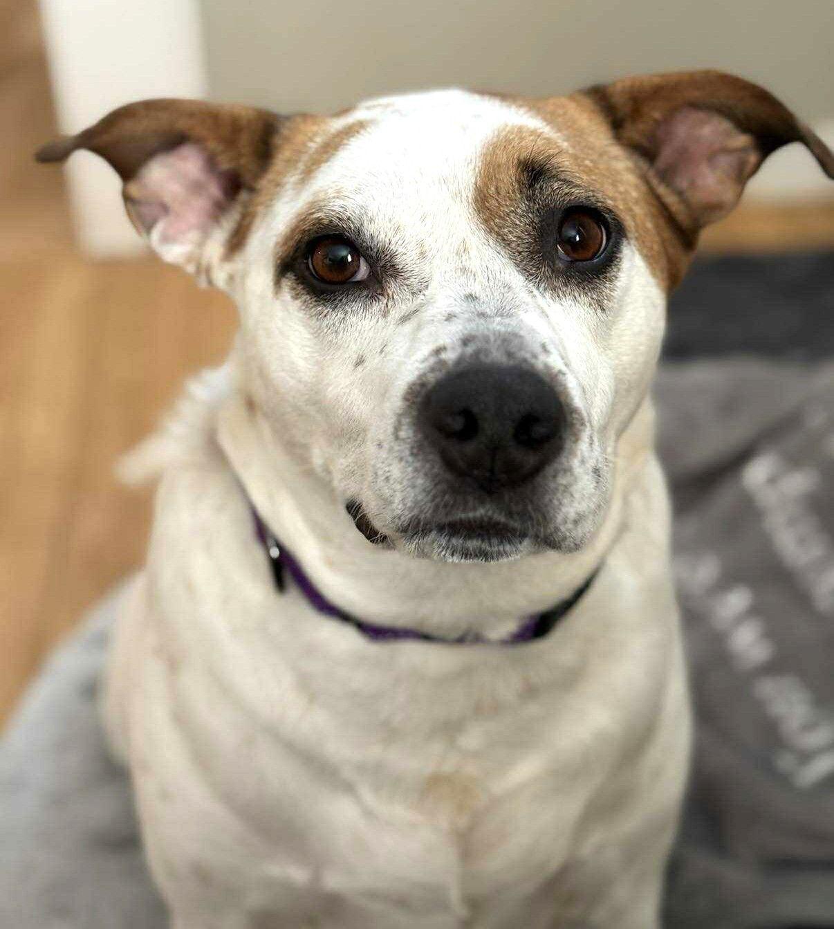 Boochie TX, Adoptable, Adult Female Cattle Dog & Pit Bull Terrier.