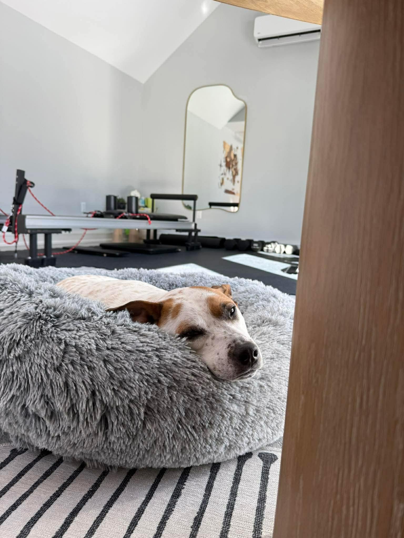 Boochie TX, a Adoptable mixed breed in Boonton, NJ image 1/3