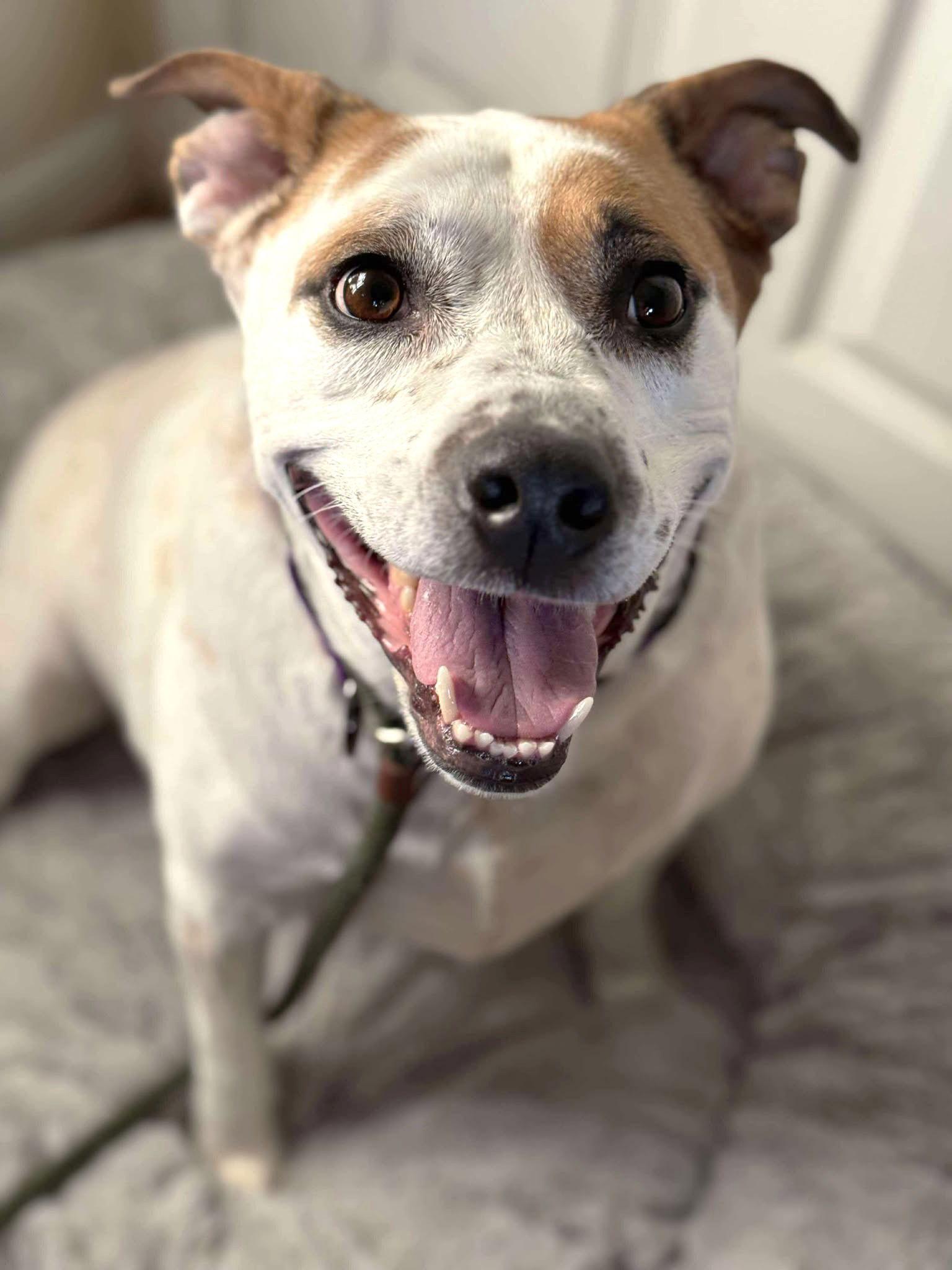 Boochie TX, Adoptable, Adult Female Cattle Dog & Pit Bull Terrier.