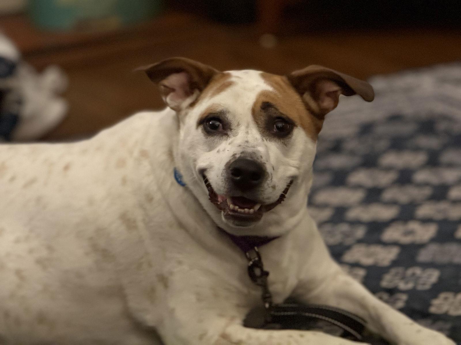 Boochie Tx thumbnail 3