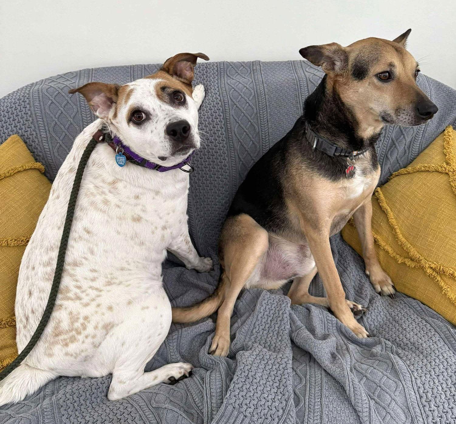 Enlarge Boochie TX, a Adoptable mixed breed in Boonton, NJ image 2/3