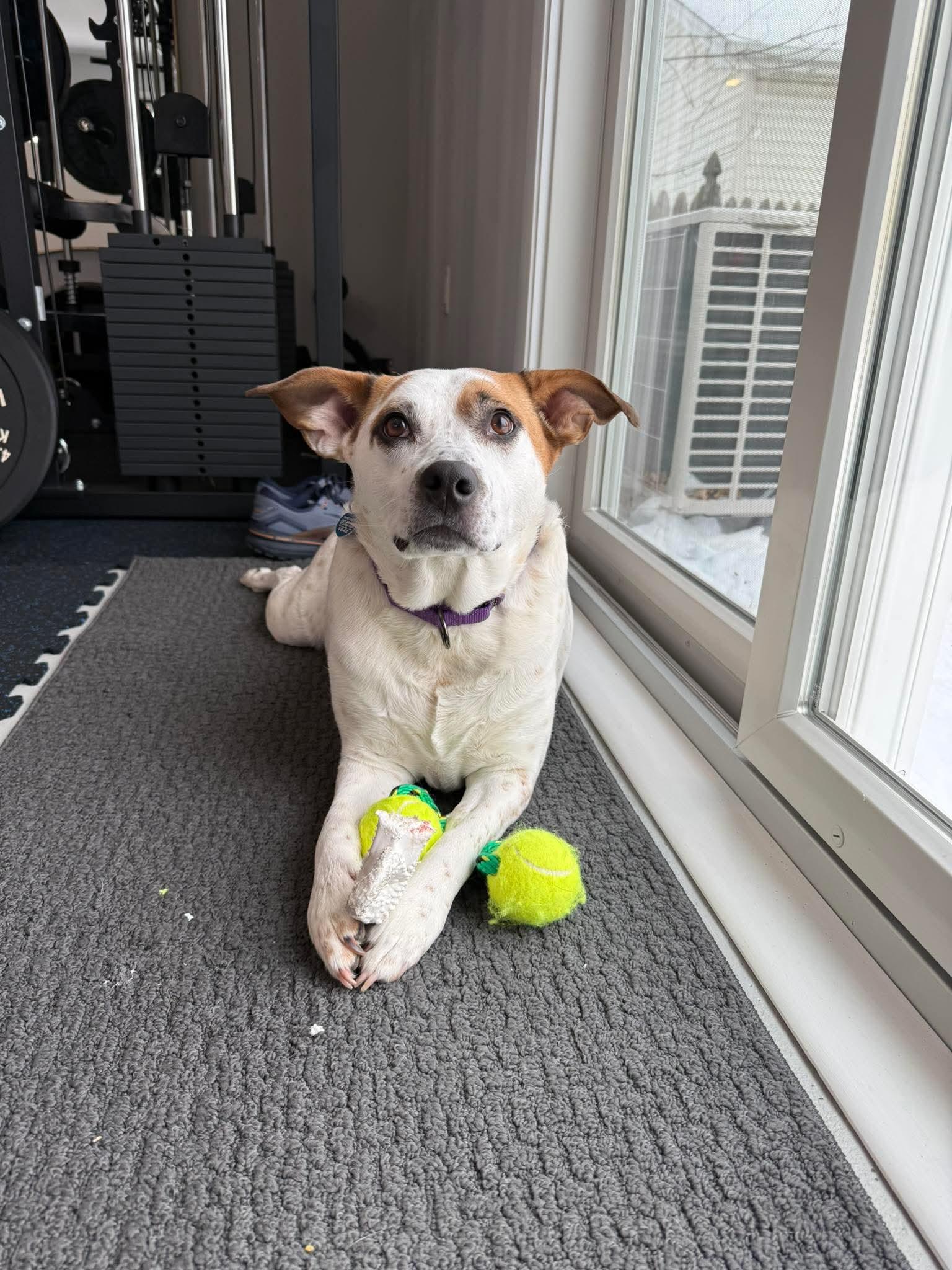 Boochie TX, a Adoptable mixed breed in Boonton, NJ image 2/3