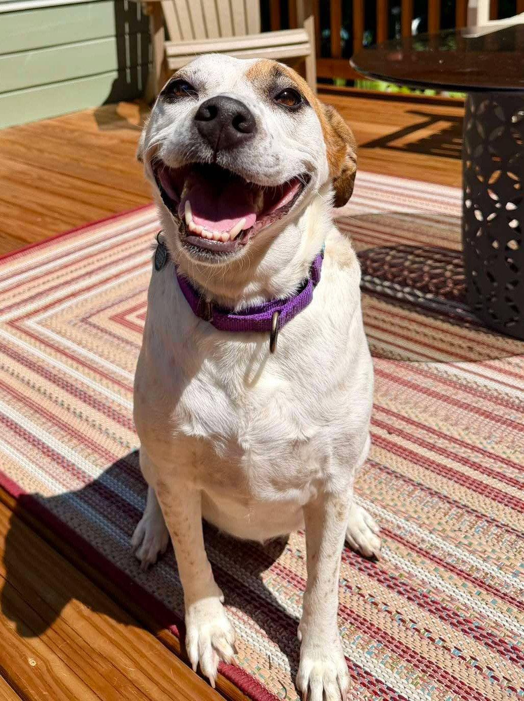 Enlarge Boochie TX, a Adoptable mixed breed in Boonton, NJ image 3/3