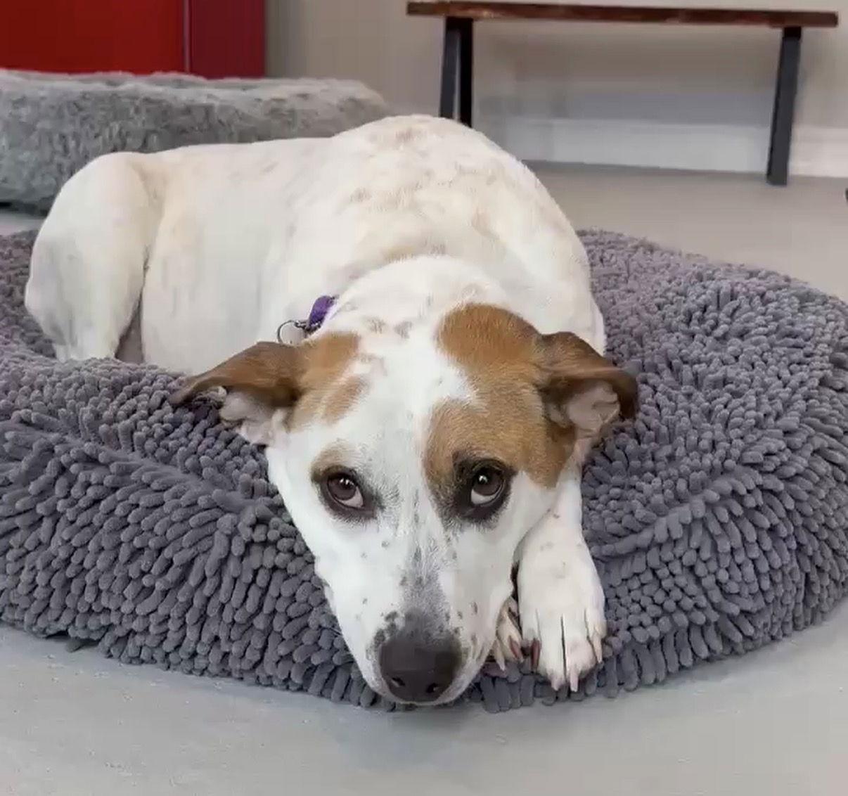 Boochie TX, Adoptable, Adult Female Cattle Dog & Pit Bull Terrier.