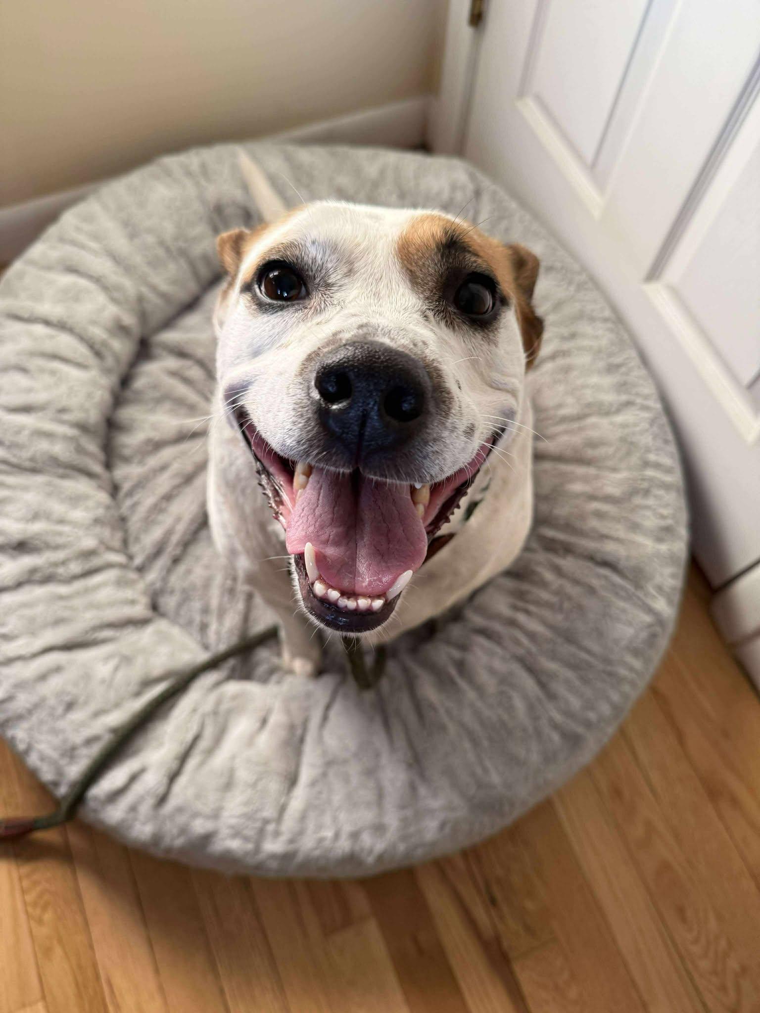 Enlarge Boochie TX, a Adoptable mixed breed in Boonton, NJ image 3/3