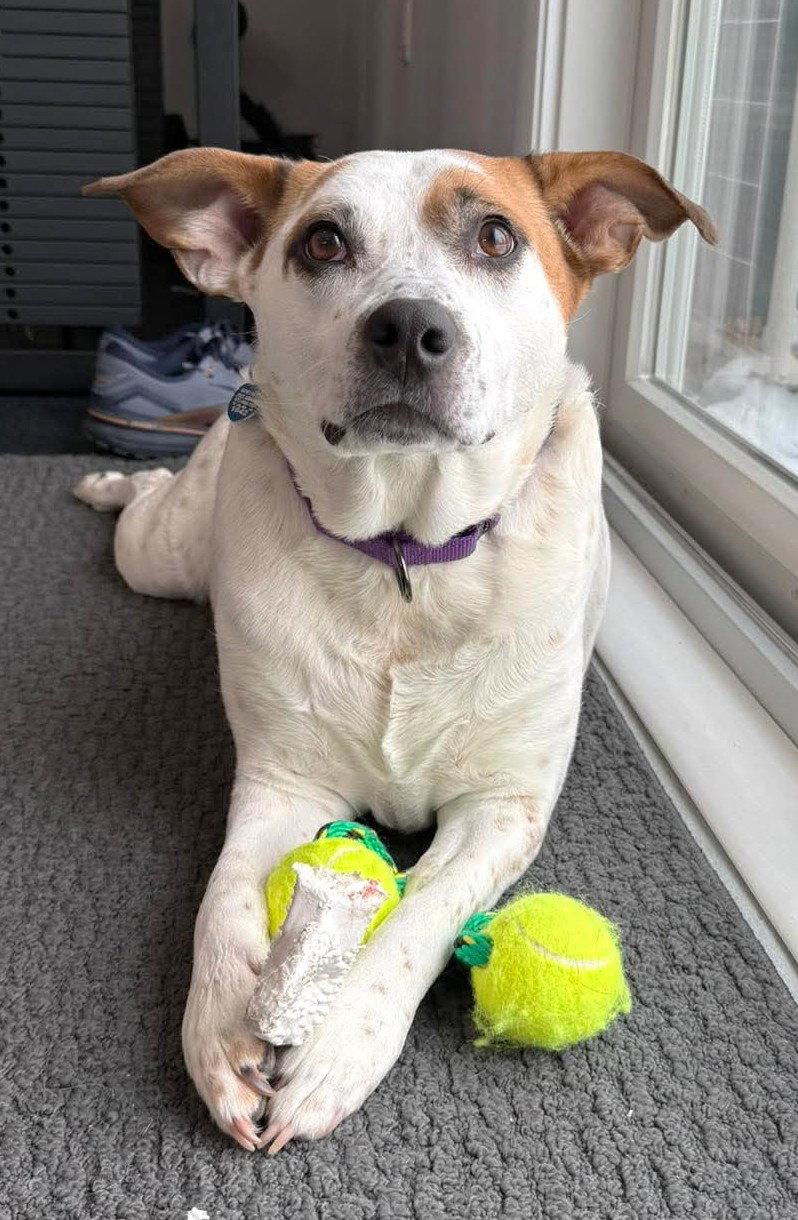 Enlarge Boochie TX, a Adoptable mixed breed in Boonton, NJ image 3/3