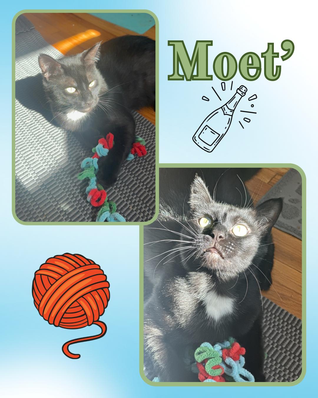 Enlarge Moet’, a Adoptable Extra-Toes Cat / Hemingway Polydactyl in Port Chester, NY image 1/1