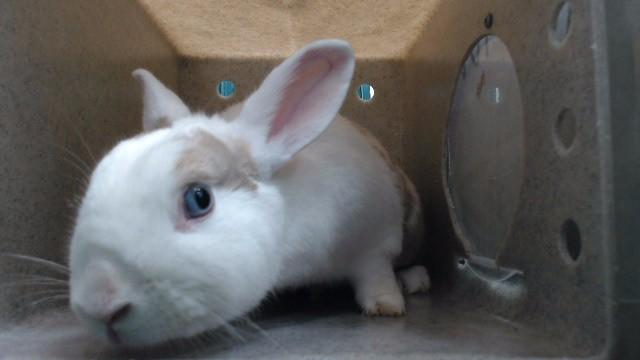 SUNSHINE, Adoptable, Young Male Bunny Rabbit.