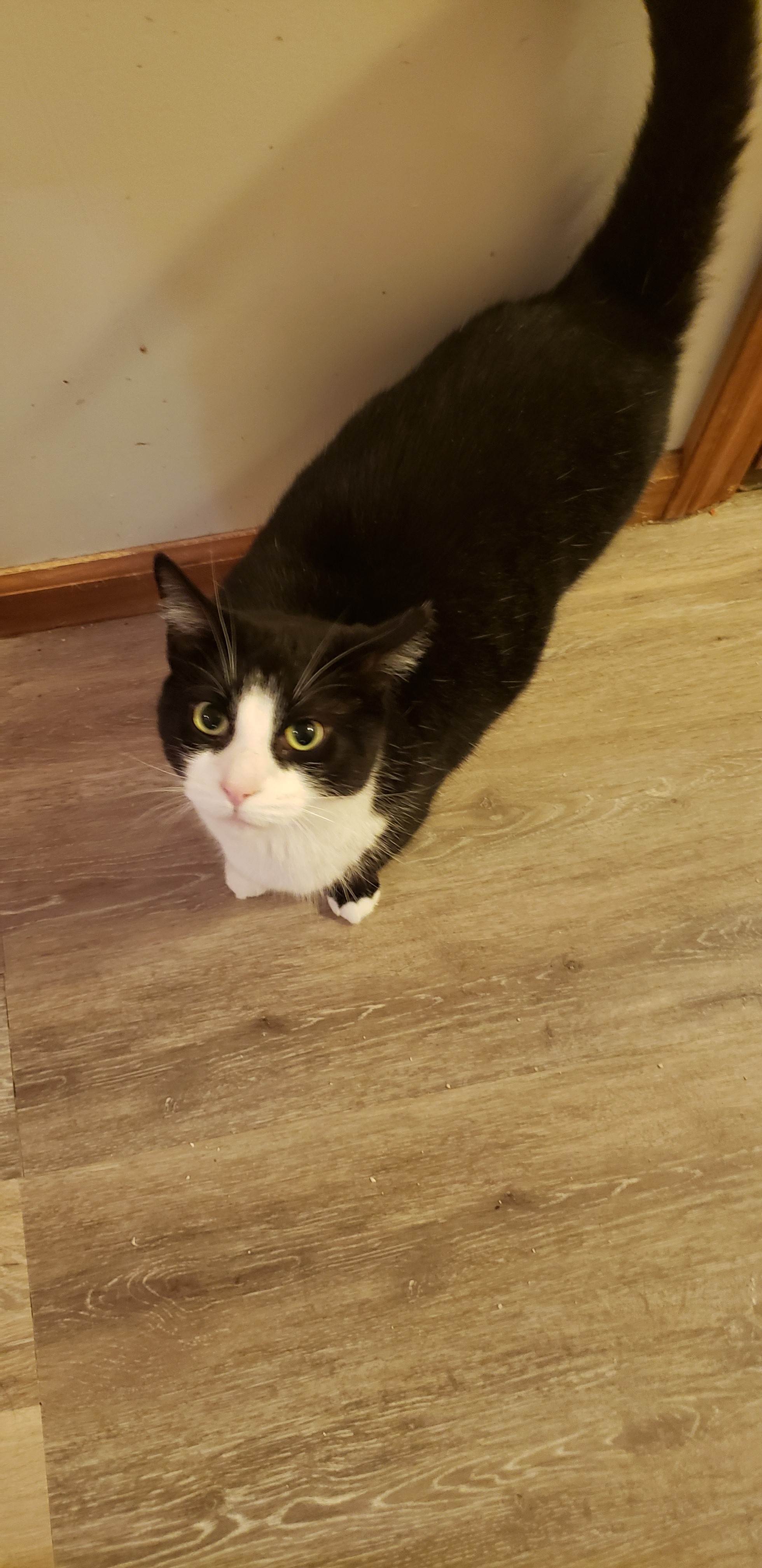 Gail - STILL AVAILABLE!, Adult Female Tuxedo
