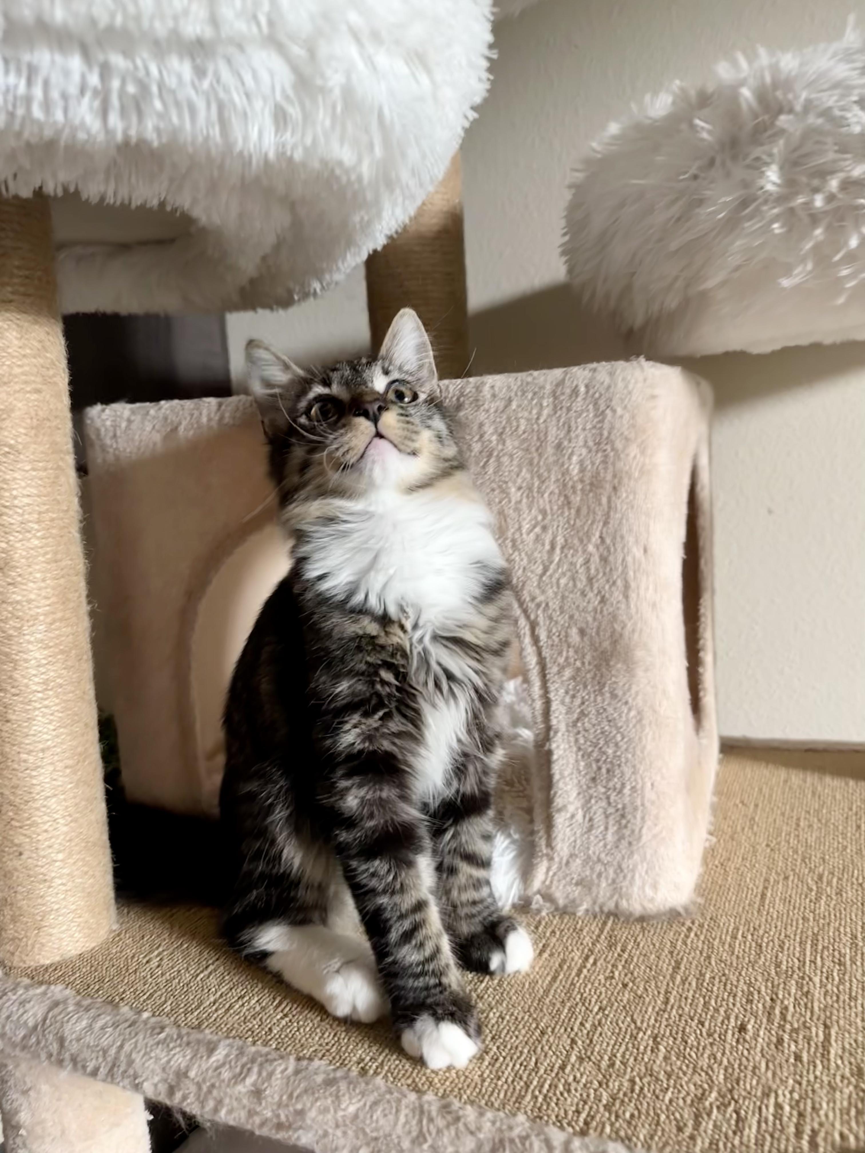 Enlarge Spicy, a Adopted Domestic Medium Hair in San Jose, CA image 5/6