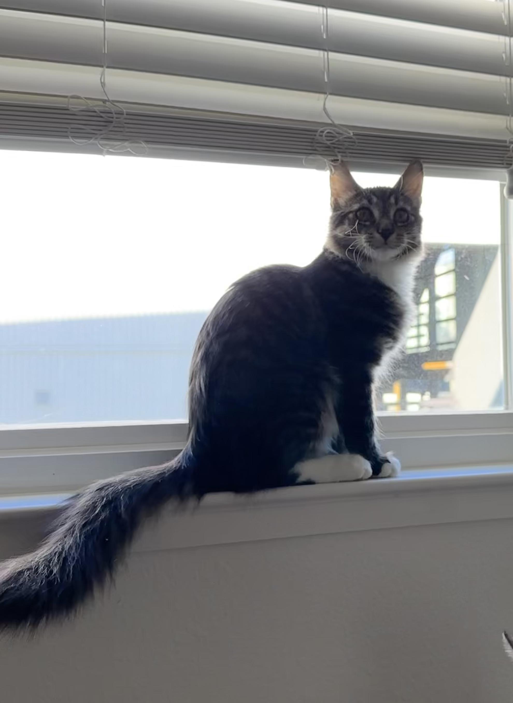 Spicy, Adopted, Kitten Male Domestic Medium Hair.