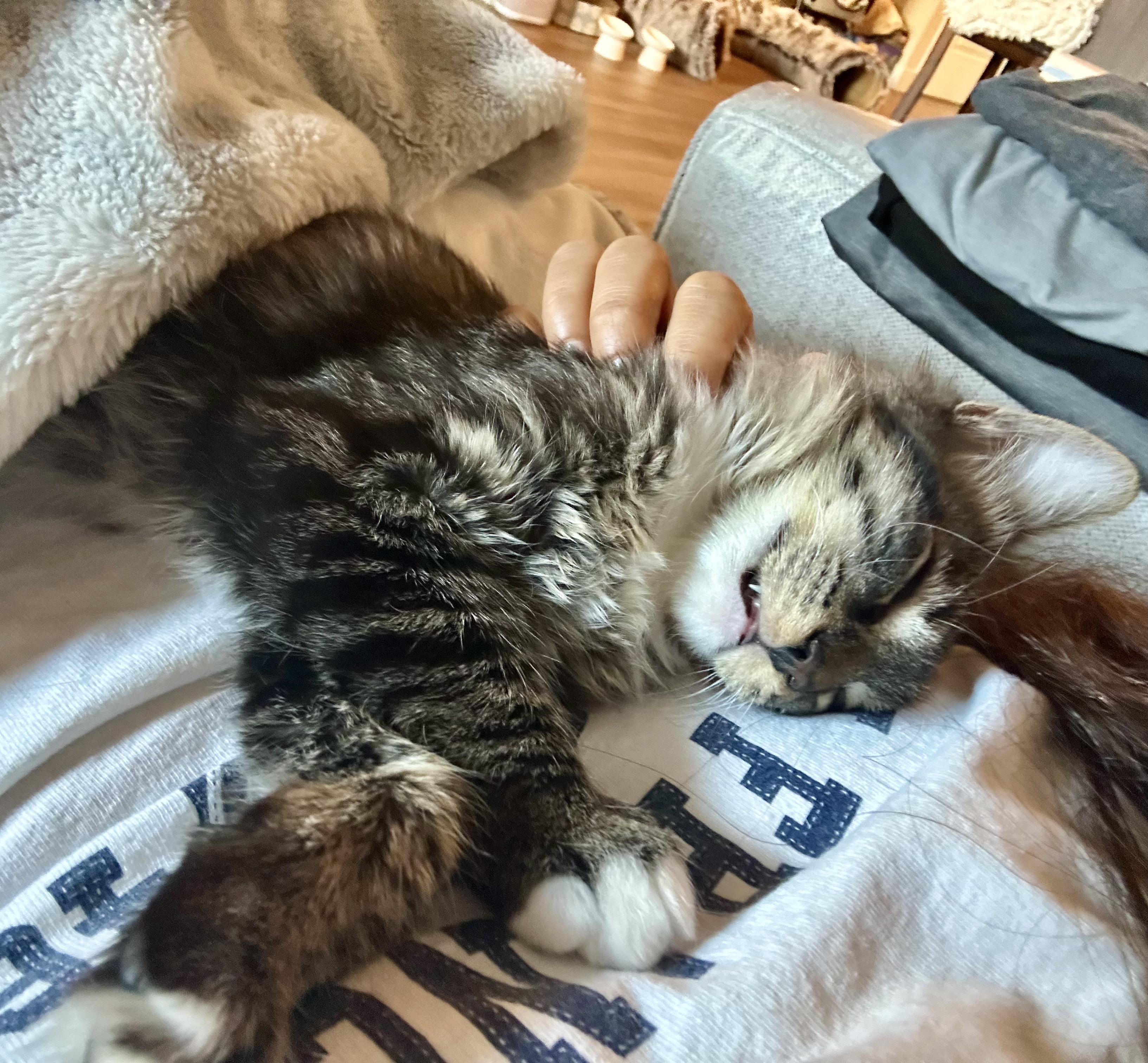 Enlarge Spicy, a Adopted Domestic Medium Hair in San Jose, CA image 4/6