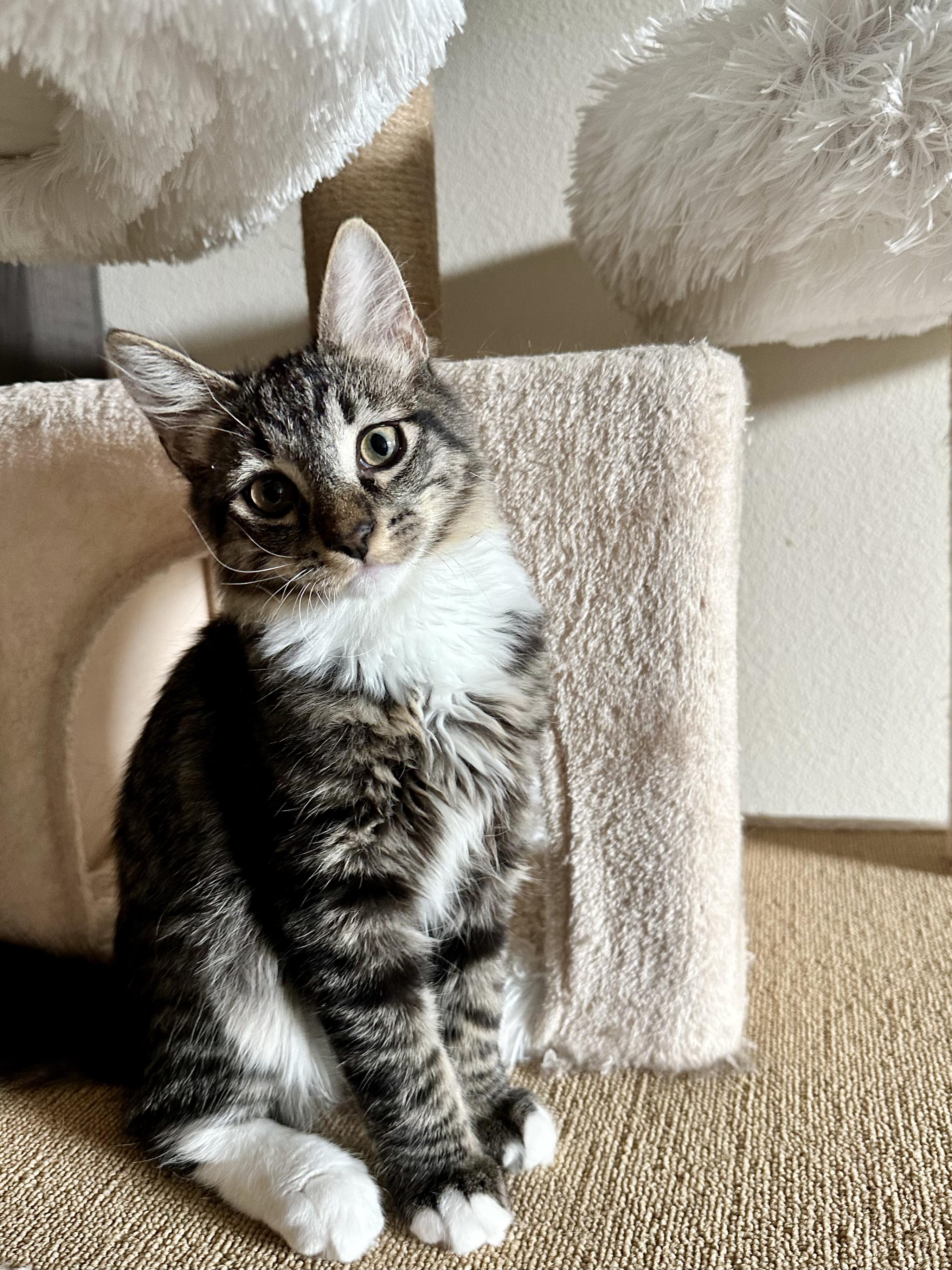 Enlarge Spicy, a Adopted Domestic Medium Hair in San Jose, CA image 2/6