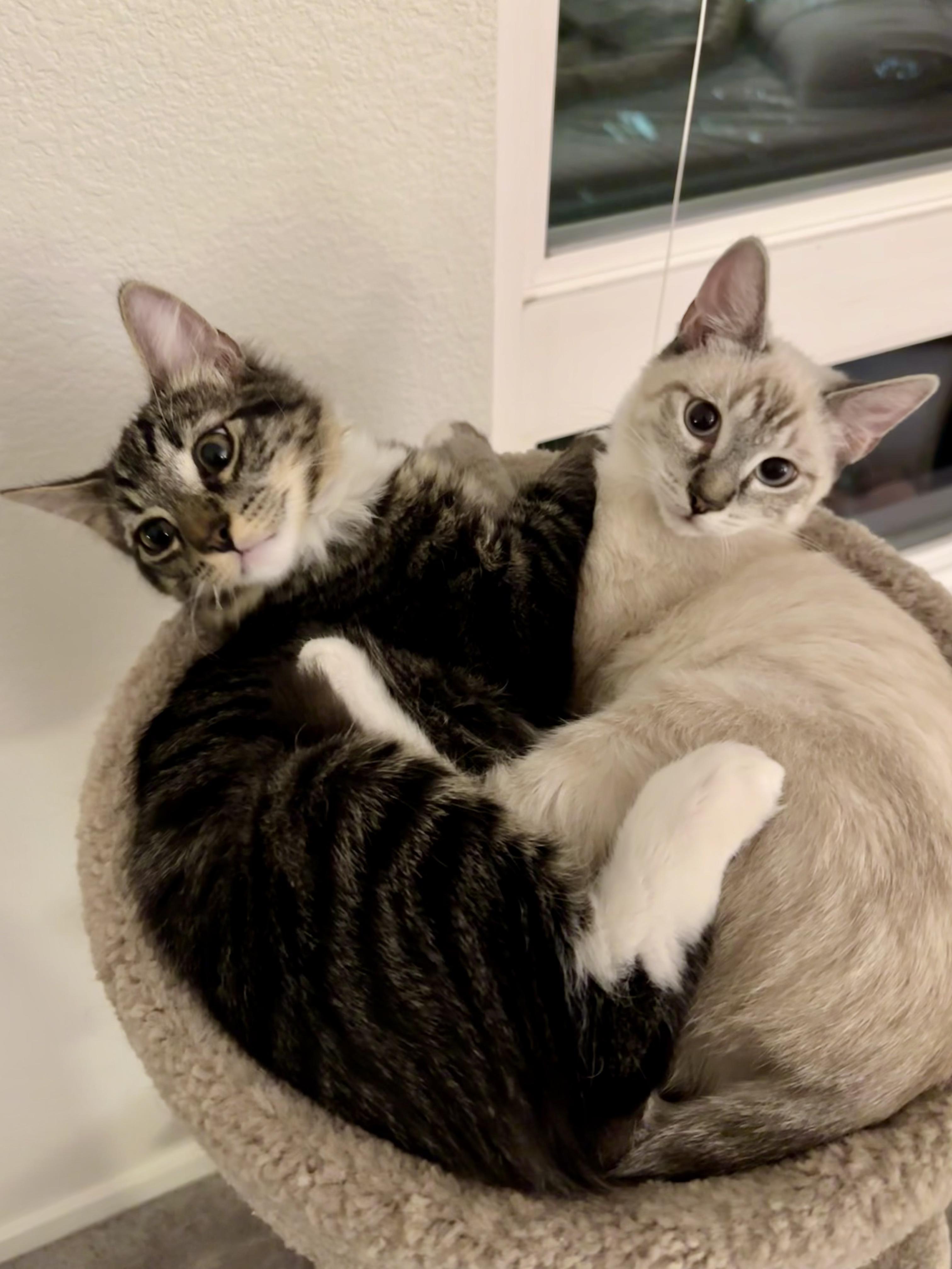 Enlarge Spicy, a Adopted Domestic Medium Hair in San Jose, CA image 6/6