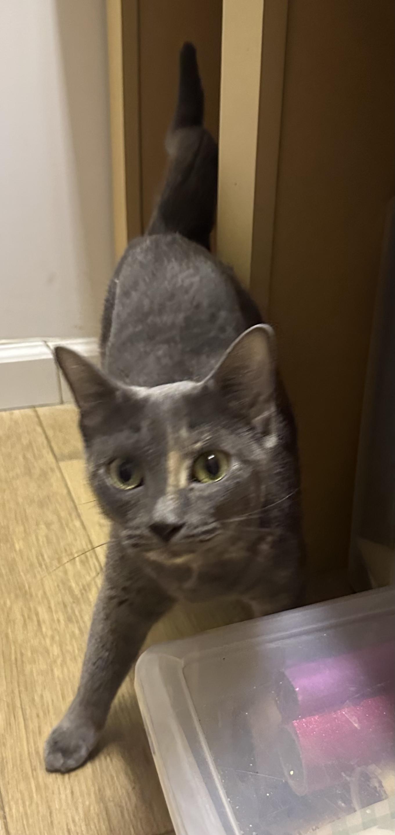 Enlarge Misty of the Mighty Purr, a Adopted Domestic Short Hair in New York, NY image 2/5