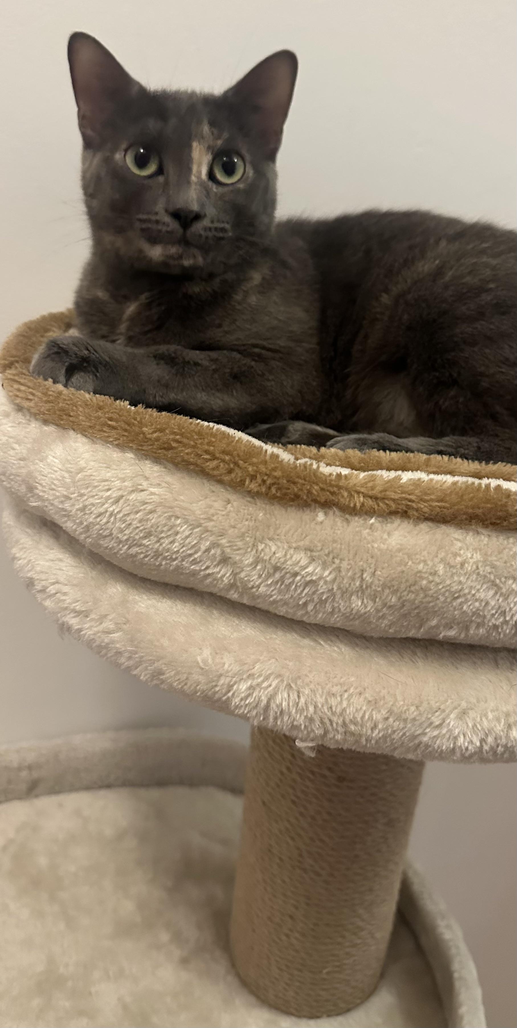 Enlarge Misty of the Mighty Purr, a Adopted Domestic Short Hair in New York, NY image 3/5