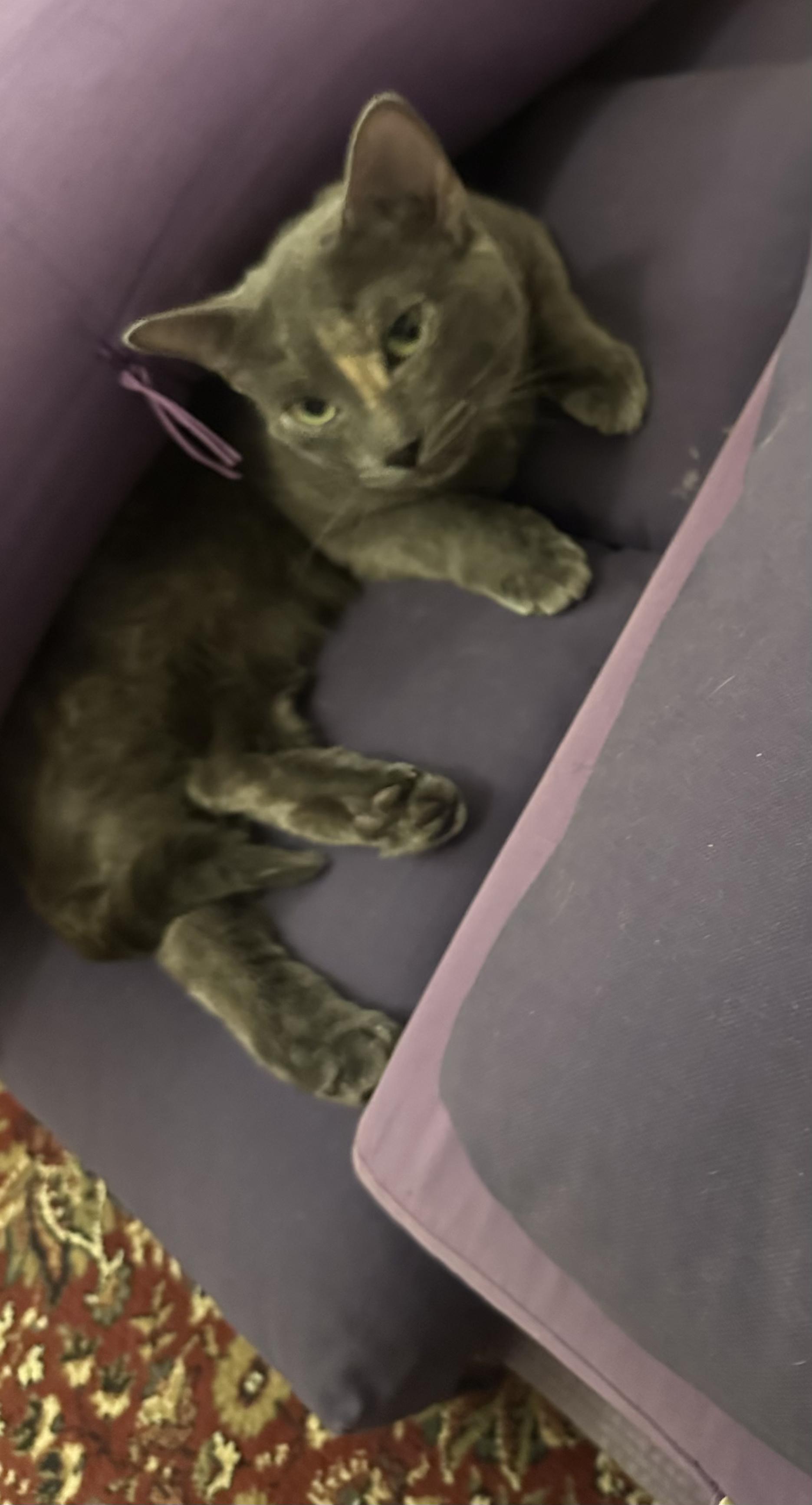 Enlarge Misty of the Mighty Purr, a Adopted Domestic Short Hair in New York, NY image 4/5