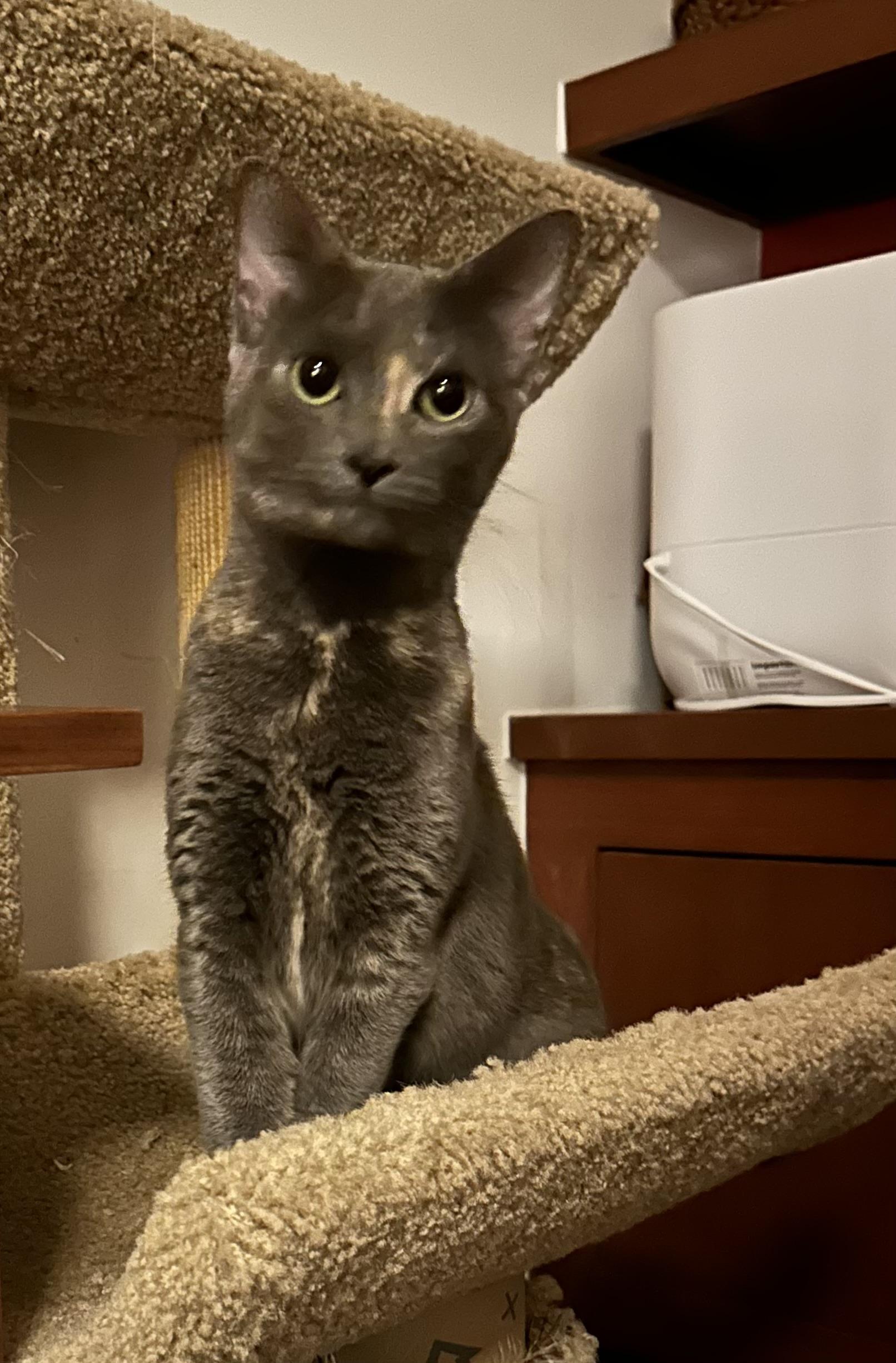 Enlarge Misty of the Mighty Purr, a Adopted Domestic Short Hair in New York, NY image 1/5